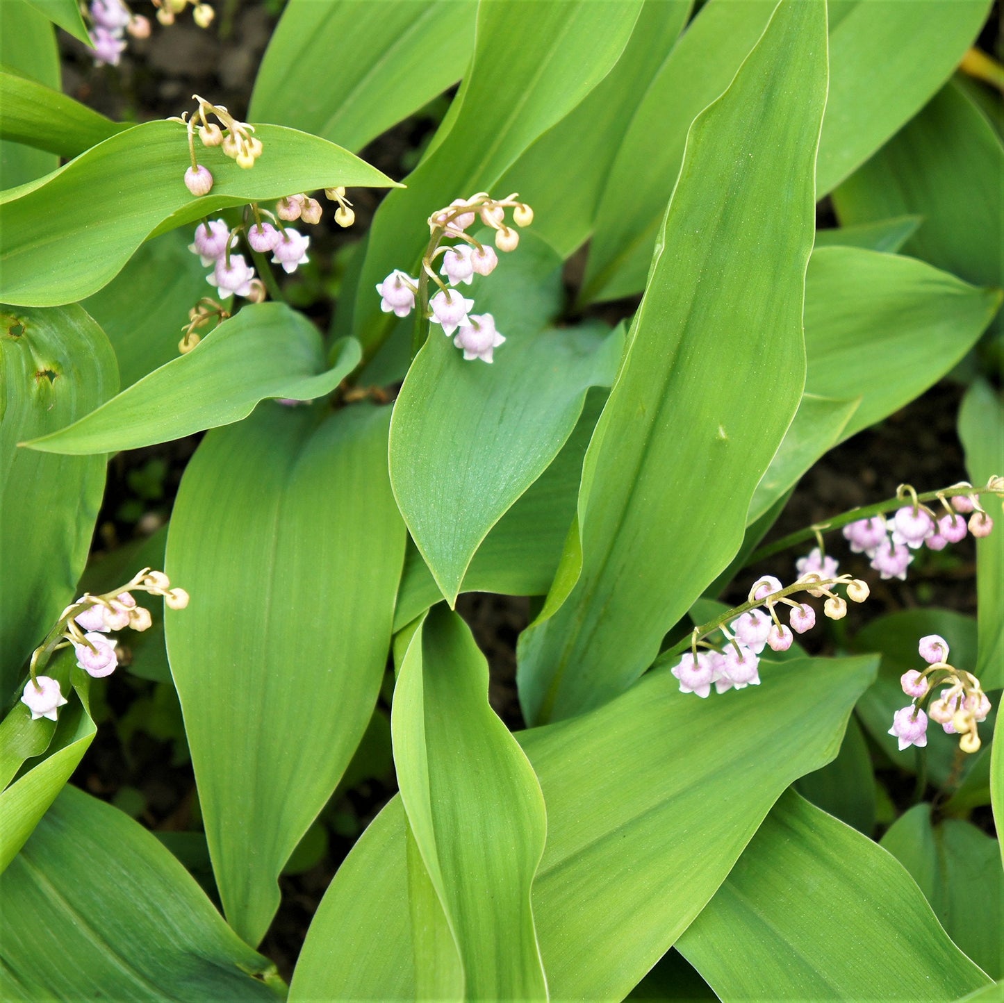 Easy to Grow Convallaria 'Lily of The Valley Rosea' (5 Pack) Bulb Pips- Fragrant Pink Flowering Blooms in Spring Gardens