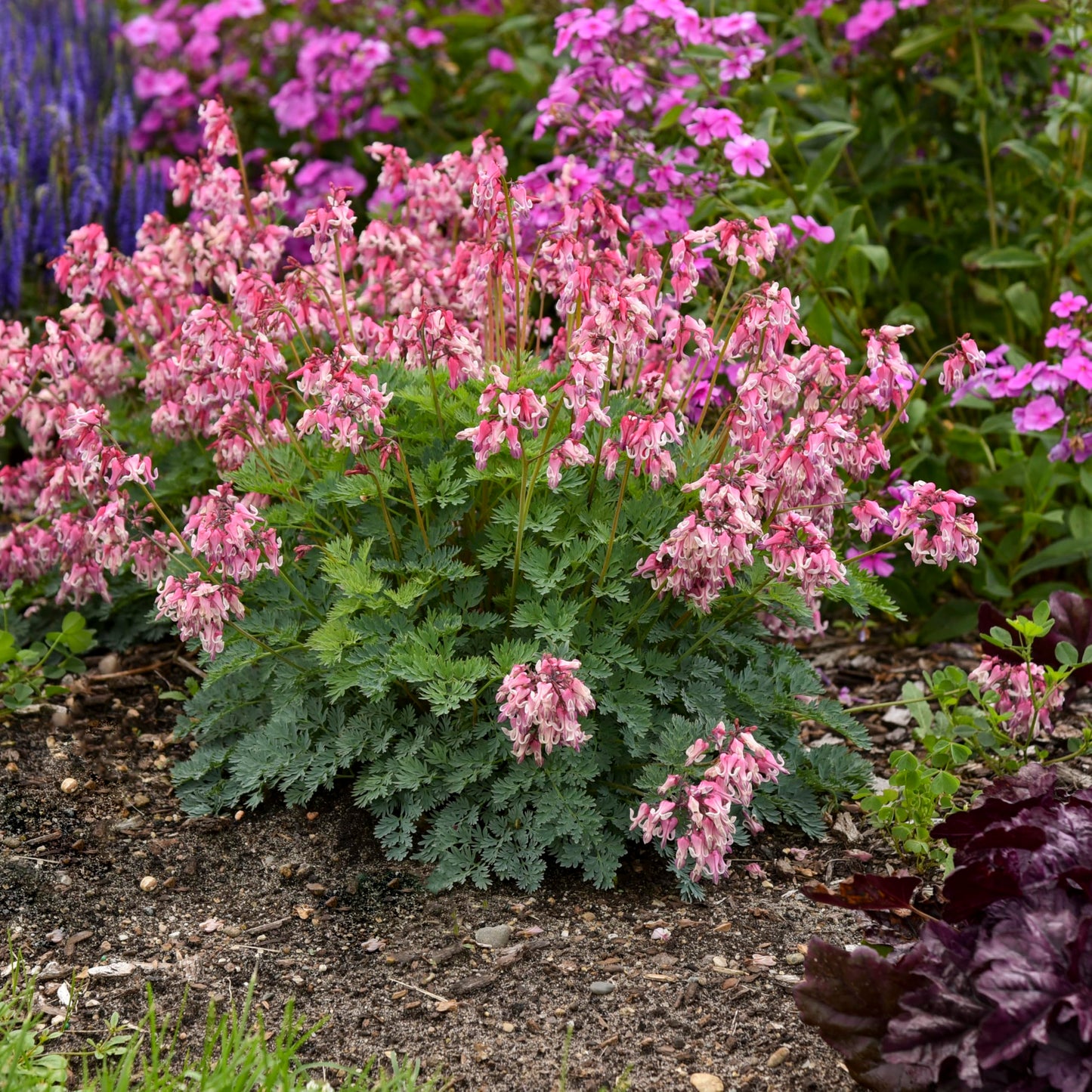 Live Plant from Green Promise Farms - Proven Winners, Dicentra x 'Pink Diamonds' Fern leaved Bleeding Heart, Pink Flowers - #1 Gallon Size Container
