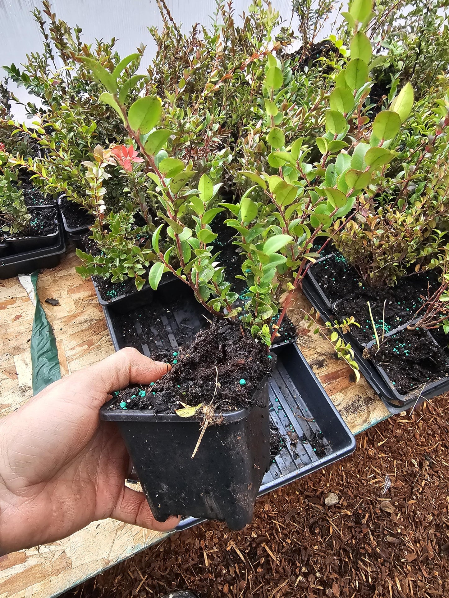4pack Medium Live Wild Huckleberry Plants, 4" pots