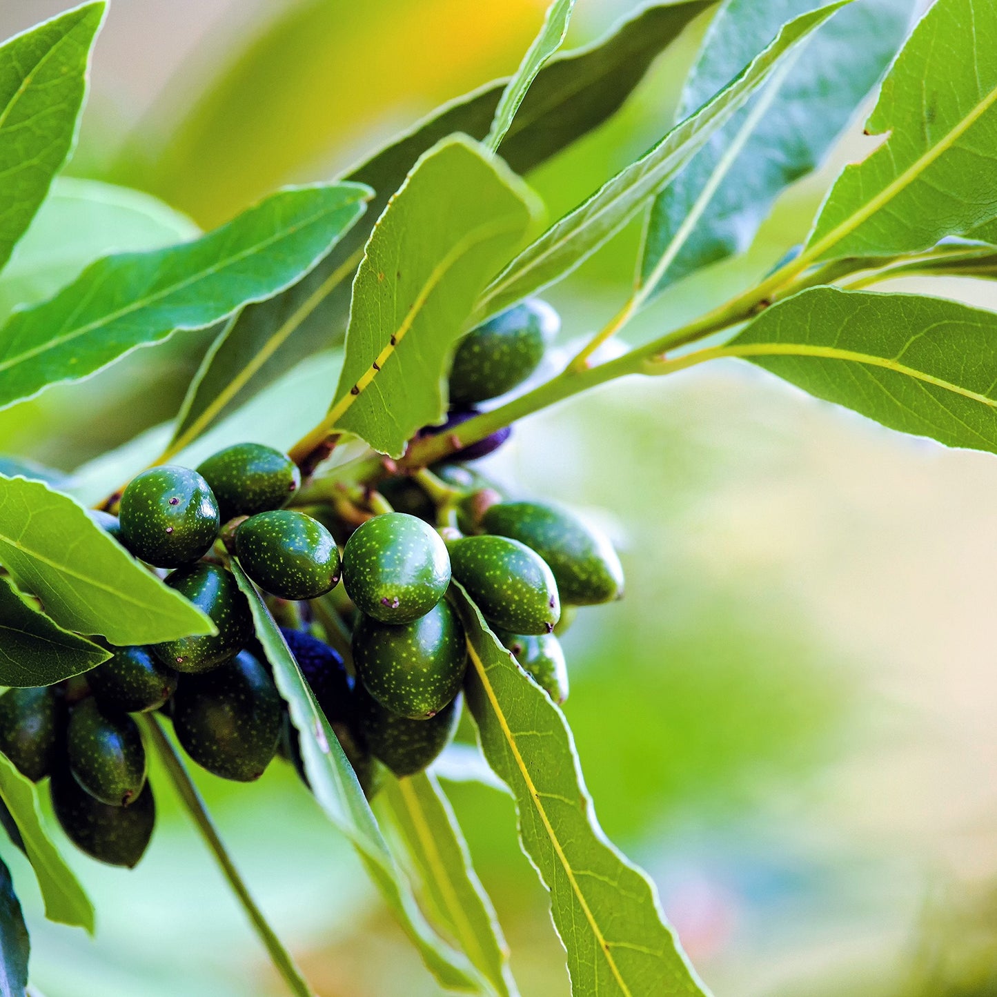 Easy to Grow Bay Laurel 1 Plant - Potted Shrub Herb in Quart Grower Pot, Aromatic Foliage Used in Cooking (Sweet Bay)