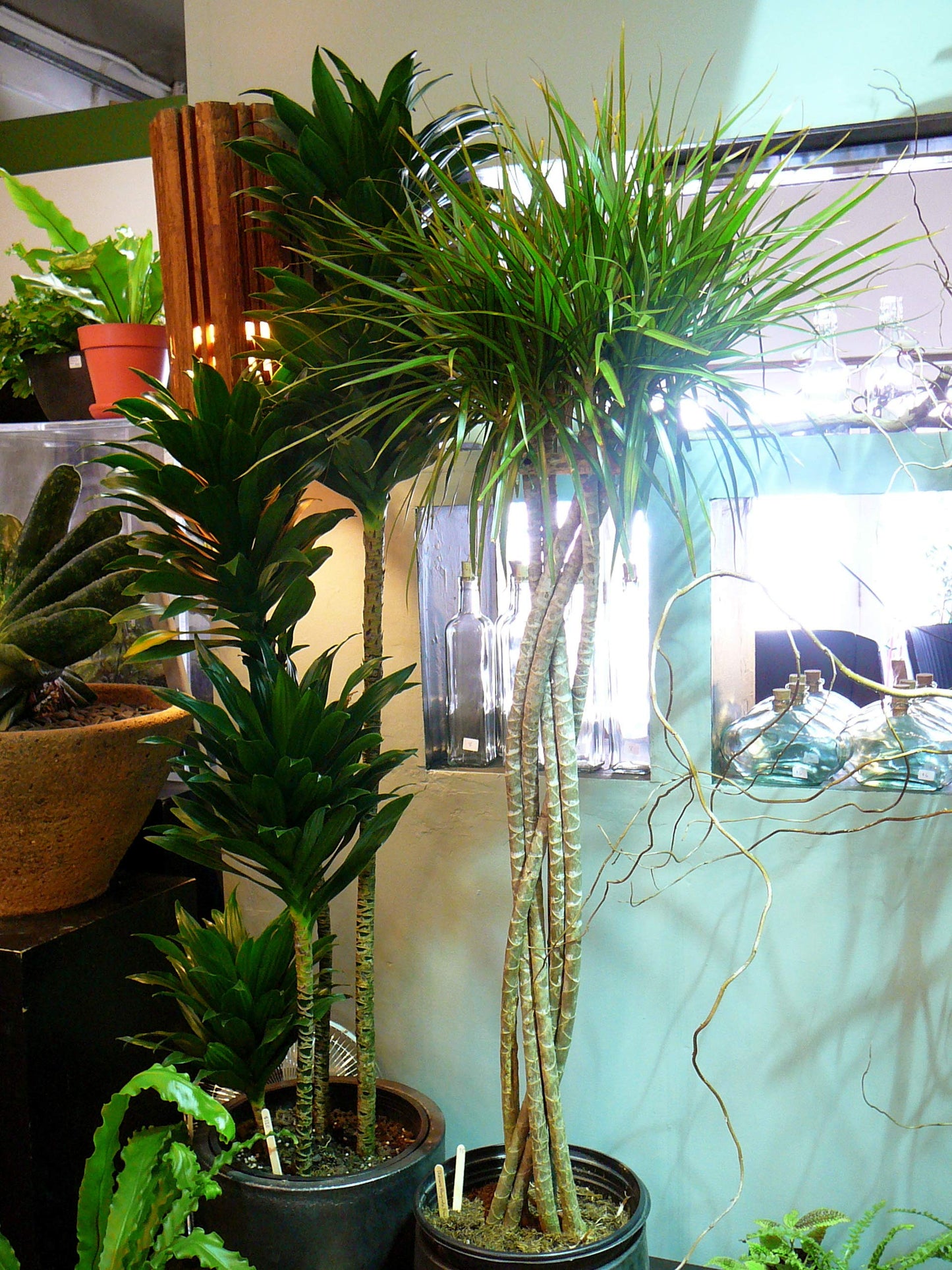 Dracaena Janet Craig Compacta Cane - Live Plant in a 10 Inch Pot - Dracaena Deremensis 'Compacta' - Easy Care Low Maintenance Houseplant