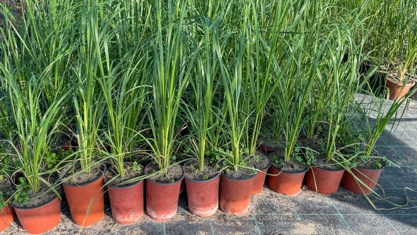 6 Lemon Grass Live Plants for Outside, Lemongrass Plants for Outdoor Planting Herb, Rooted Stalks