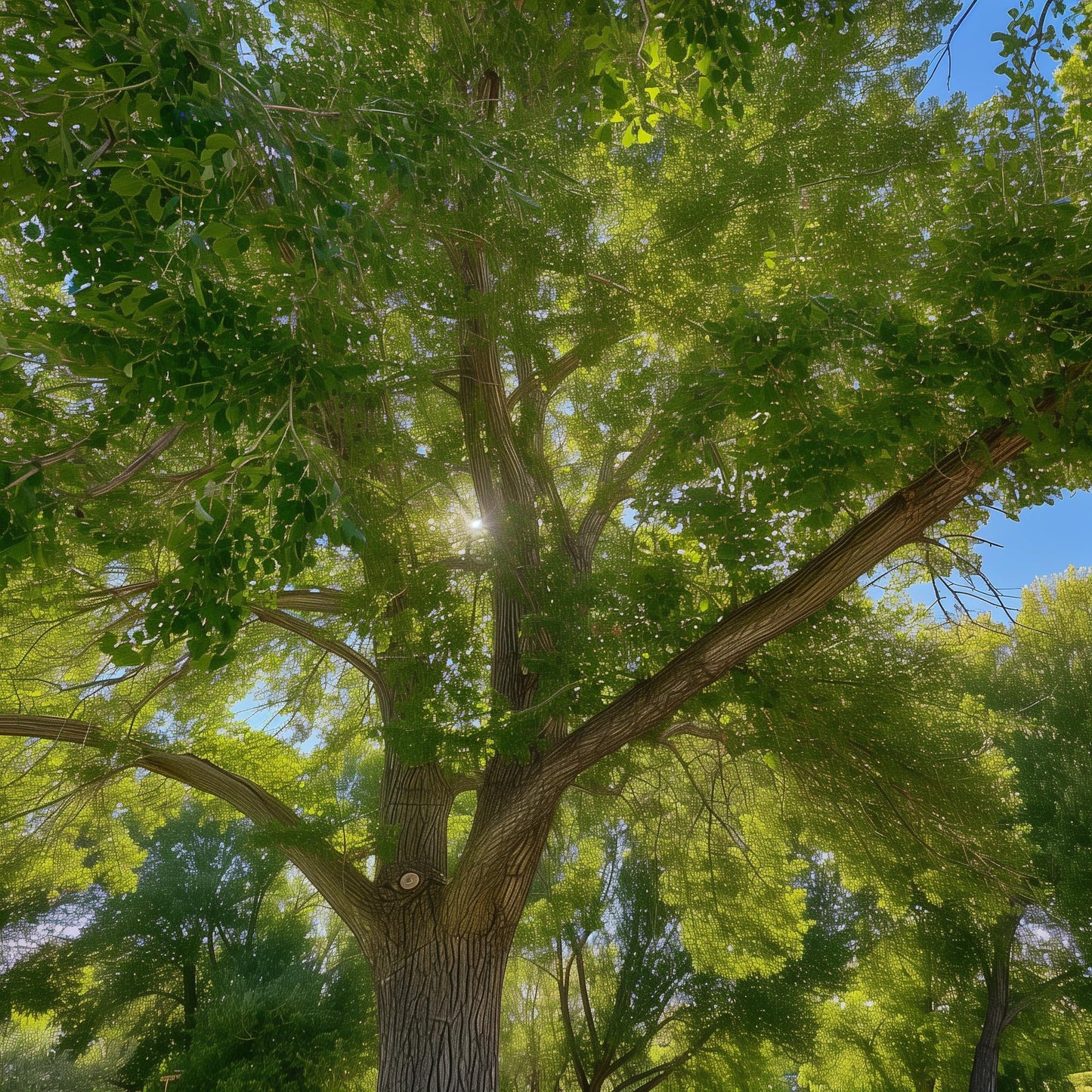 2 Eastern Cottonwood Trees - 10-18" Tall Live Plants - Native Fast Growing Shade Trees - Populus deltoides - (2 Pack)