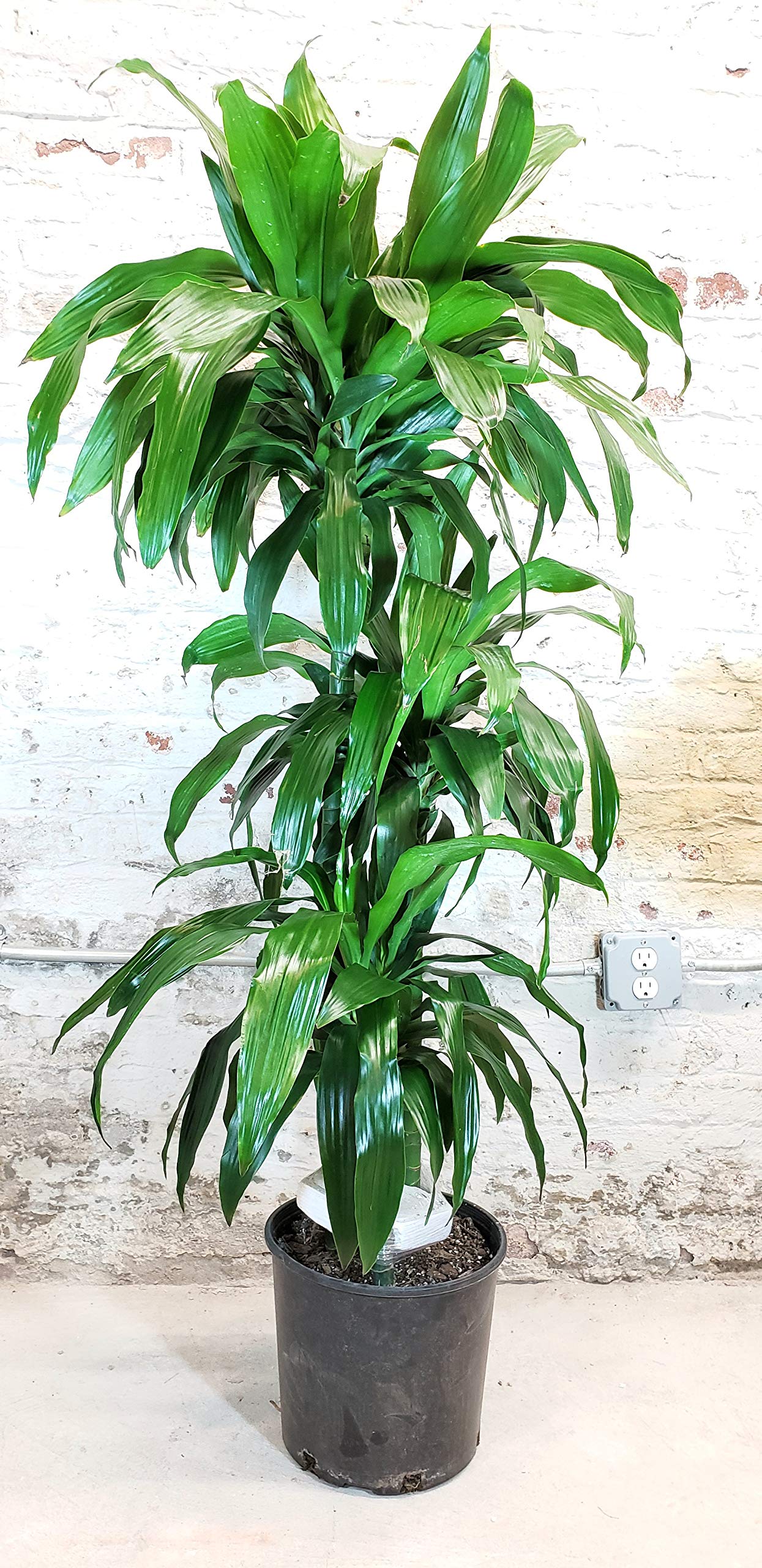 Dracaena Lisa Elegance Cane - Live Plant in a 10 Inch Pot - Dracaena Deremensis - Beautiful Easy Care Air Purifying Indoor Houseplant