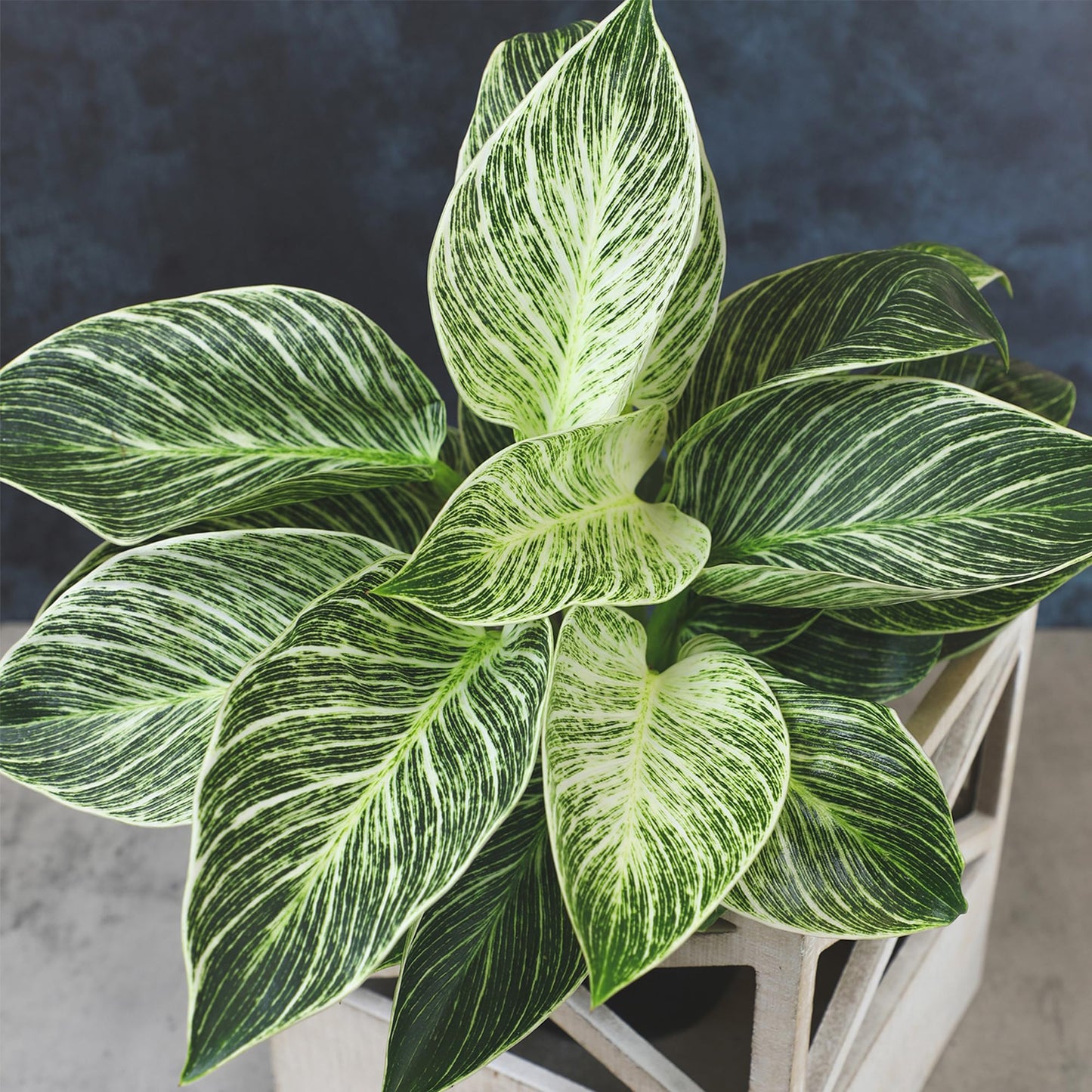 Variegated Philodendron Birkin House Plant Gift & Decor, Powerful Air Purifying Plant, Easy to Grow, Upright Philodendrons, Popular Live Indoor Plants, Includes 6" White Décor Pot, Unique Houseplants