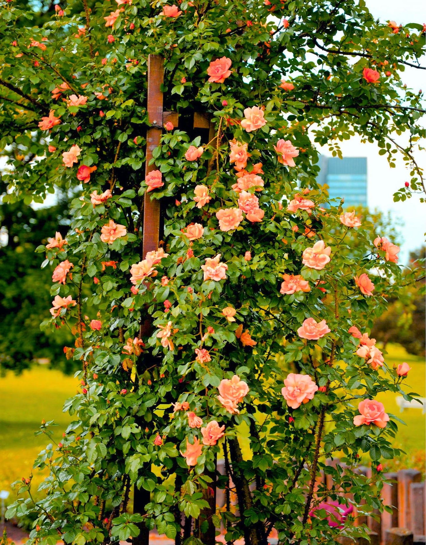 Honey-Apricot Rose Bushes Ready to Plant, Climbing Roses Live Plants Fragrant, 6-8 Inc Tall in Pot, Year-Round Blooming, Can Grow as Bush or Climber
