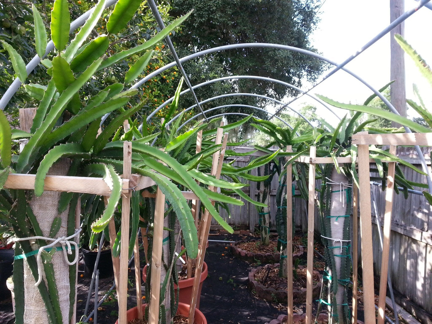 Dragon Fruit (White) - 3 Cuttings