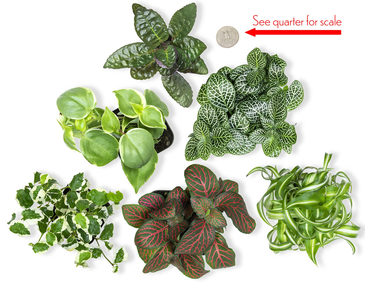 Altman Plants Live Pothos Plants (4PK) and Easy to Grow Houseplants (Pack of 6) Indoor Plants in Containers