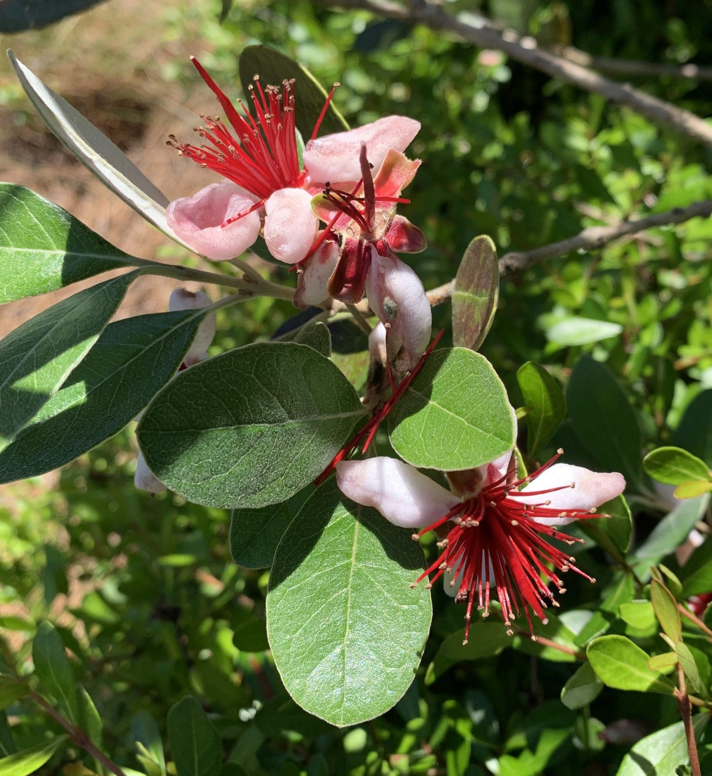 Live Pineapple Guava Plant – 4-6 Inches Tall – Exotic Fruit Tree with Fragrant Flowers & Sweet Tropical Fruit – Thrives in Gardens & Containers - Feijoa Sellowiana - Edible Fruit and Flowering Foliage