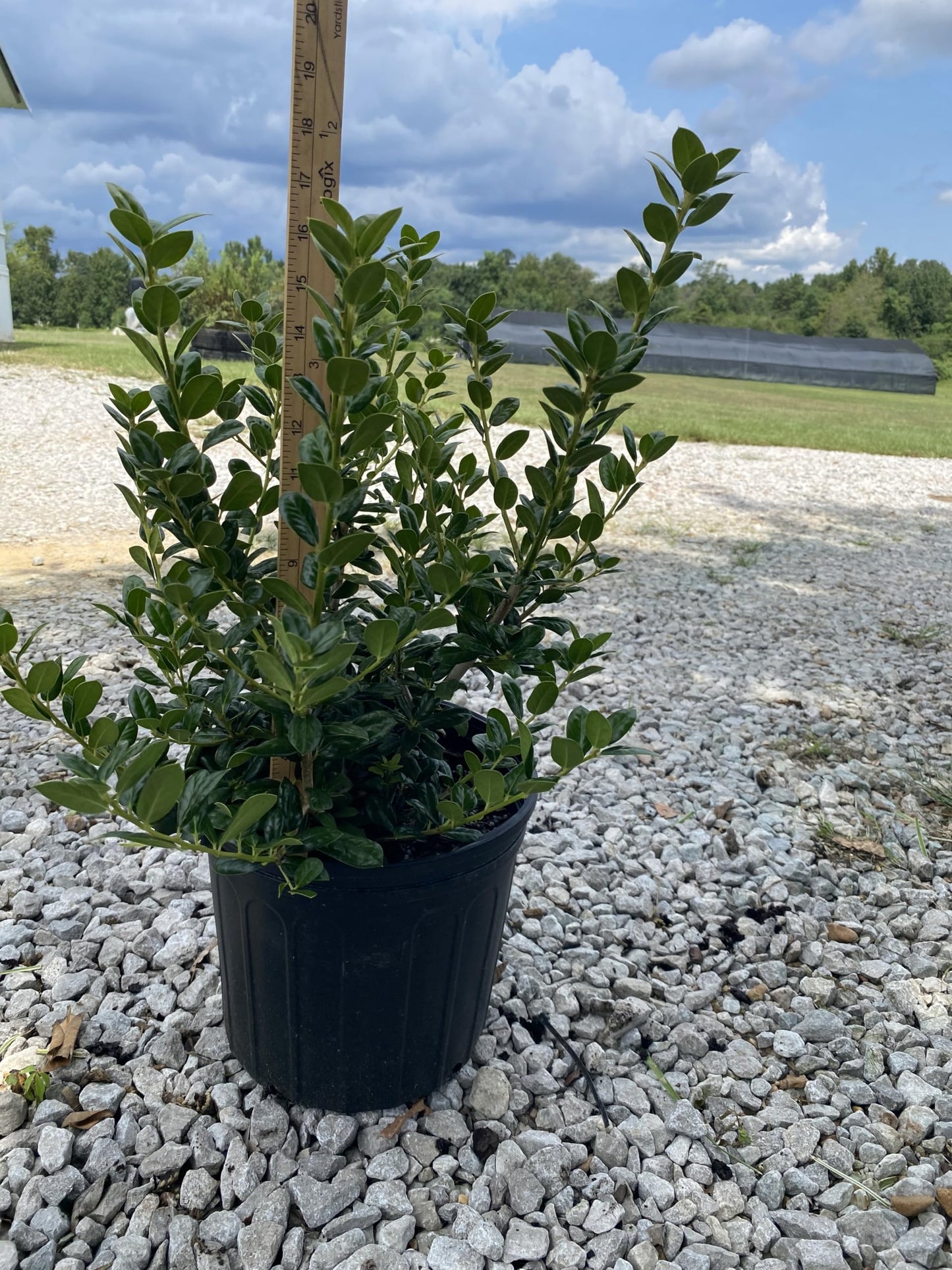 Dwarf Burford Holly Shrub, Dark Green Evergreen, 3 Gallon, Drought Tolerant, for Garden Landscape