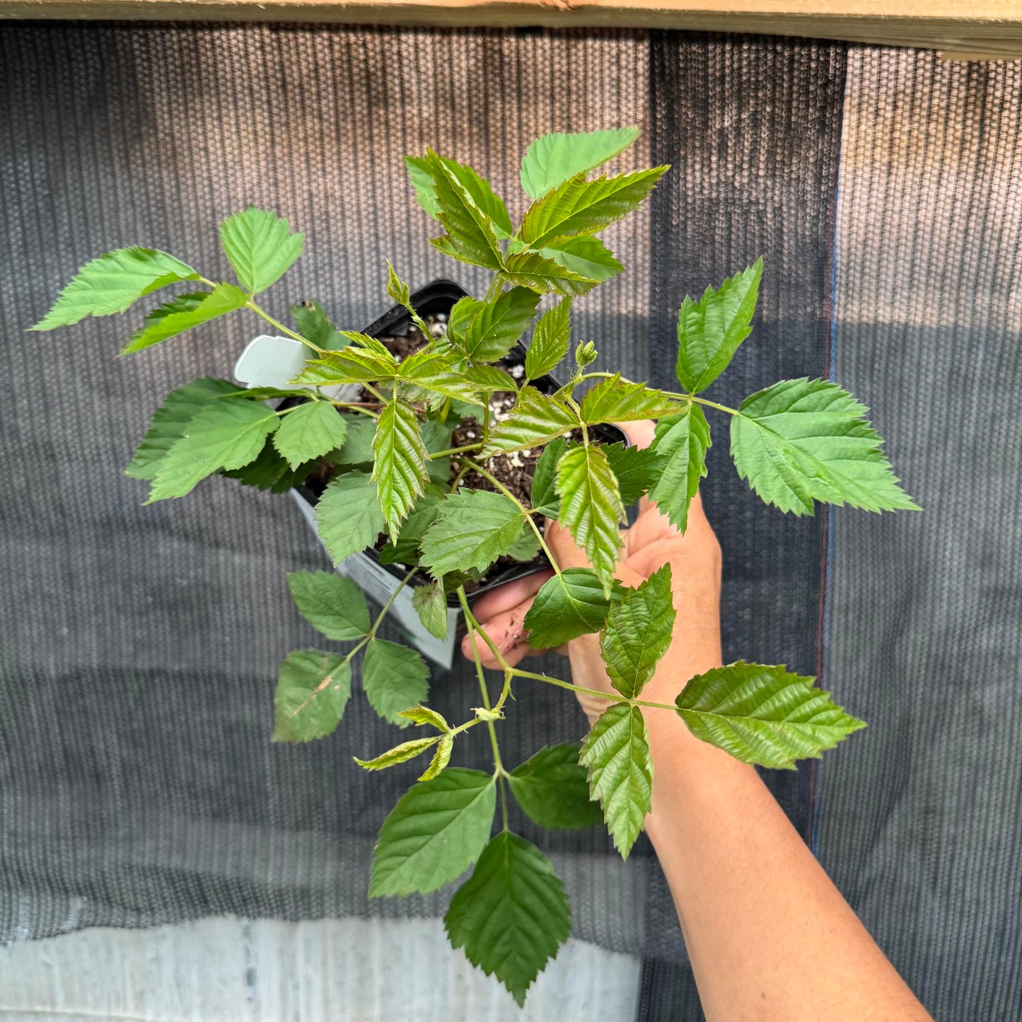 Pomegranate Wonderful Live Plant Fruit Tree in 4 inch Pot