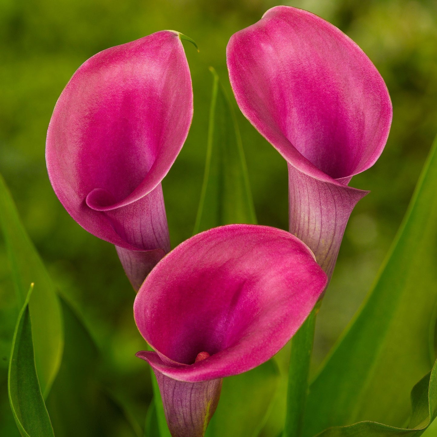 Easy to Grow Calla Lily Garnet Glow 3 Bulbs - Rich Pink Flowers Blooms in Summer Sun Tropical Spring Planted