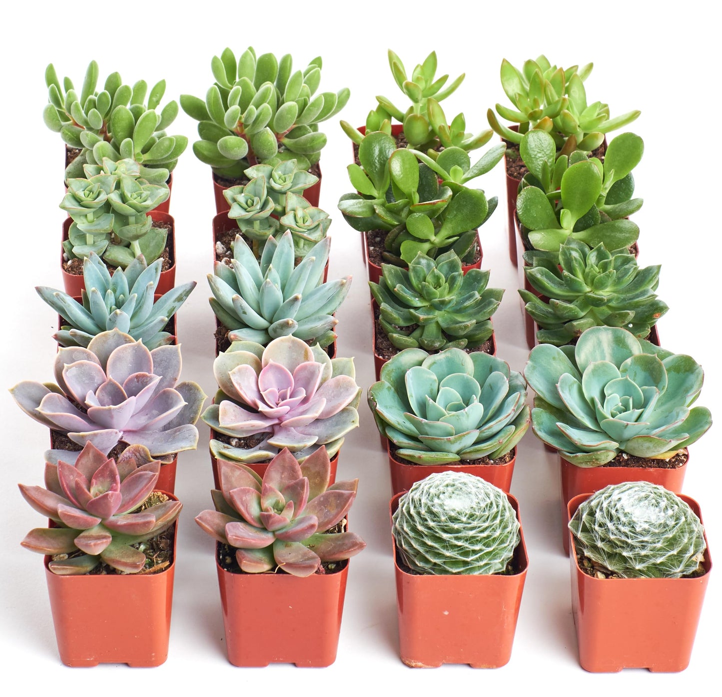 Shop Succulents Assorted Succulent Plant Pack Bulk Collection, Live Mini Succulent Plants, Easy Care, Indoor Plants, Wedding and Party Favors, Gift & Garden, Pack of 20