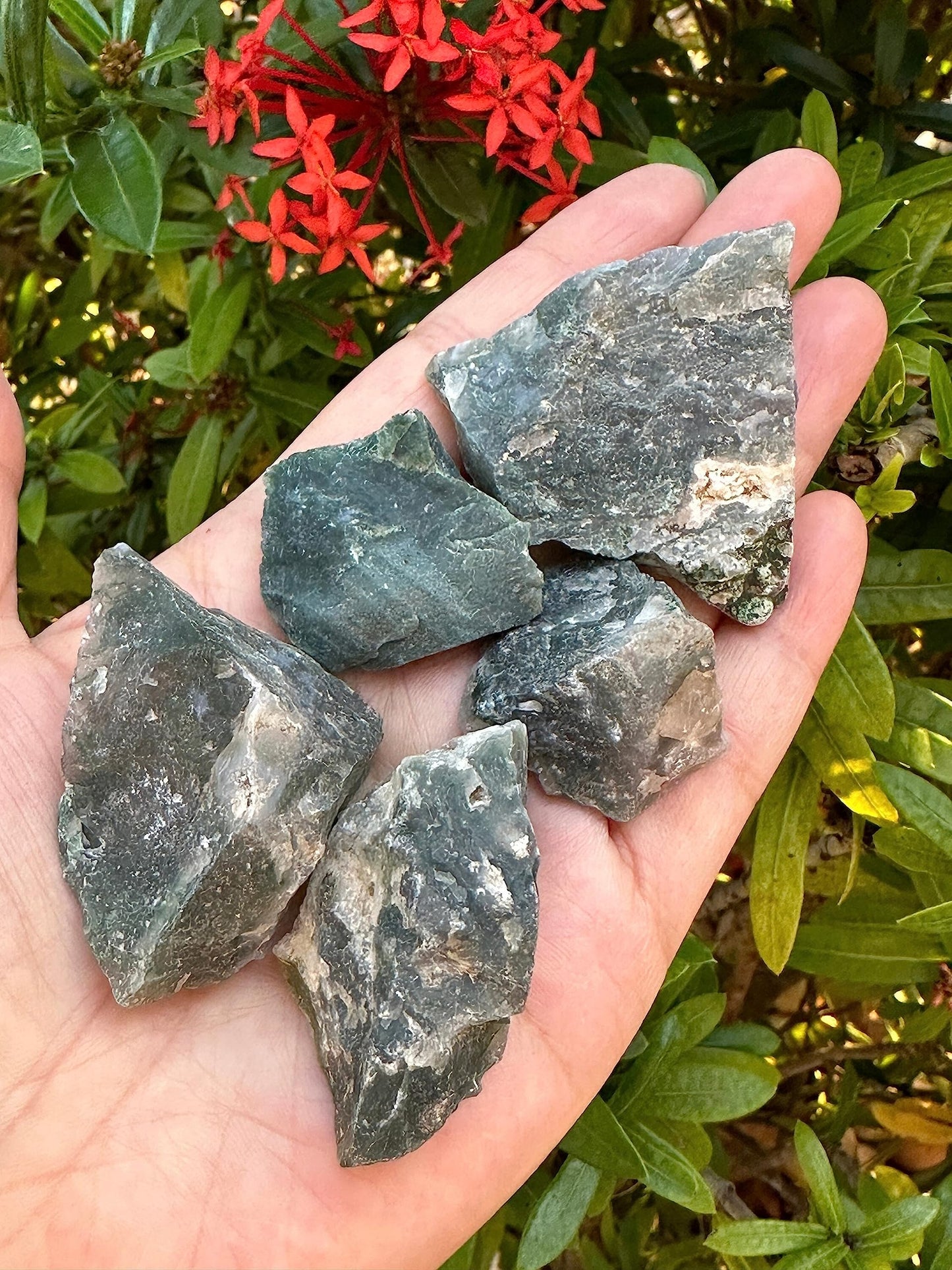 1 Pound Raw Tree Agate - Natural Tree Agate Stone, Natural Rough Tree Agate, Tree Agate Rough, Tree Agate Rocks (Tree Agate)