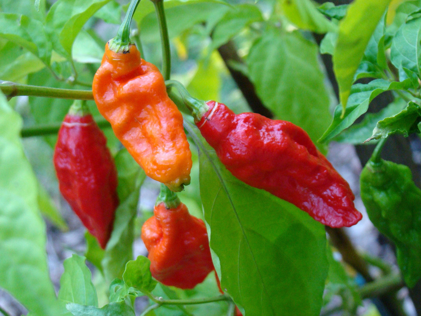 Indian Ghost Pepper Seeds for Planting, High-Heat Chili Seeds for Home Garden, Terrace Planters, Balcony, and Outdoor Cultivation (Pack of 50)