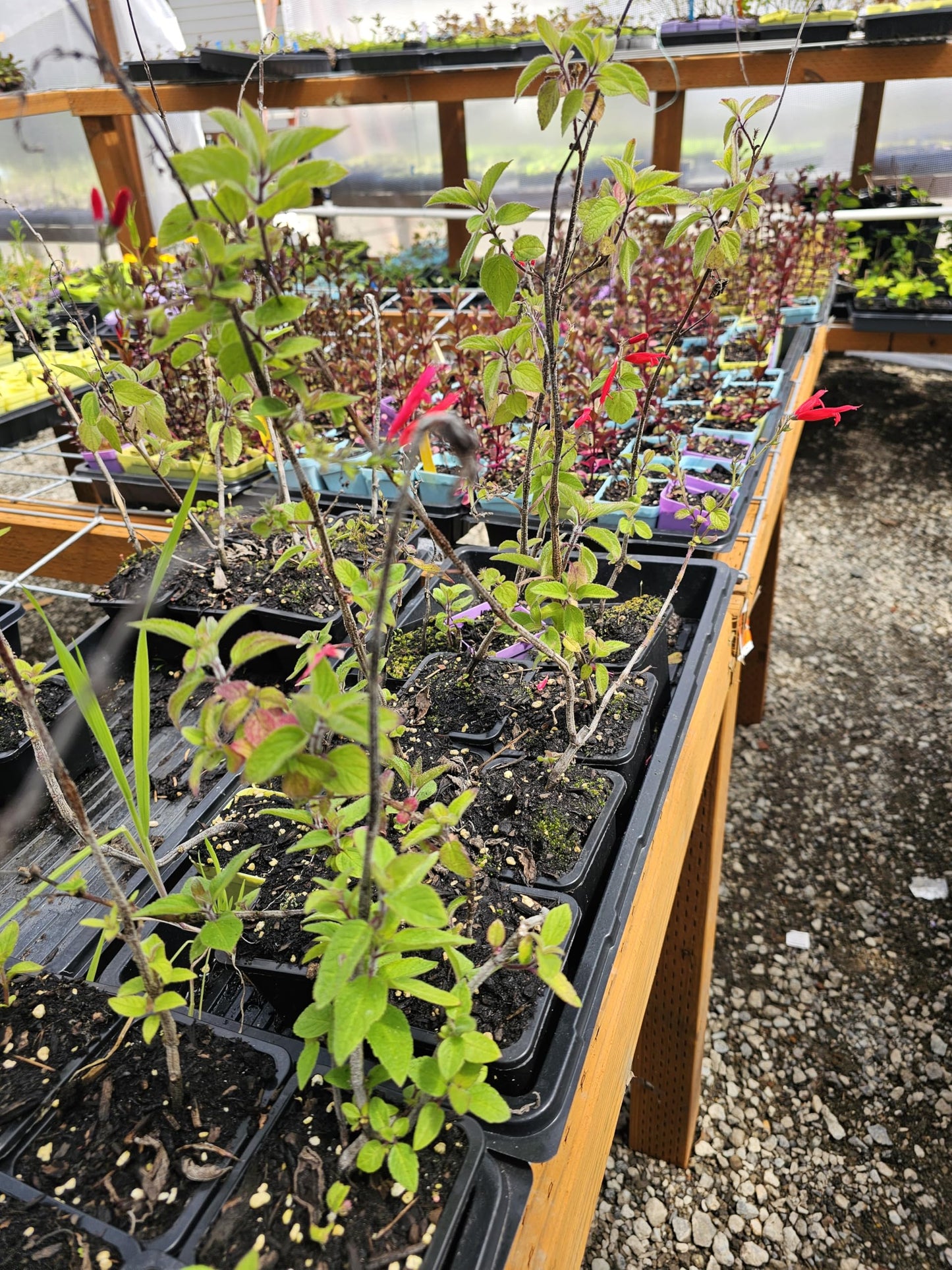 Live 2nd Year Pineapple sage Plant in 4" Pot, Smells Like Bubblegum, Awesome Hummingbird Flowers Additional Items are Half Price Shipping