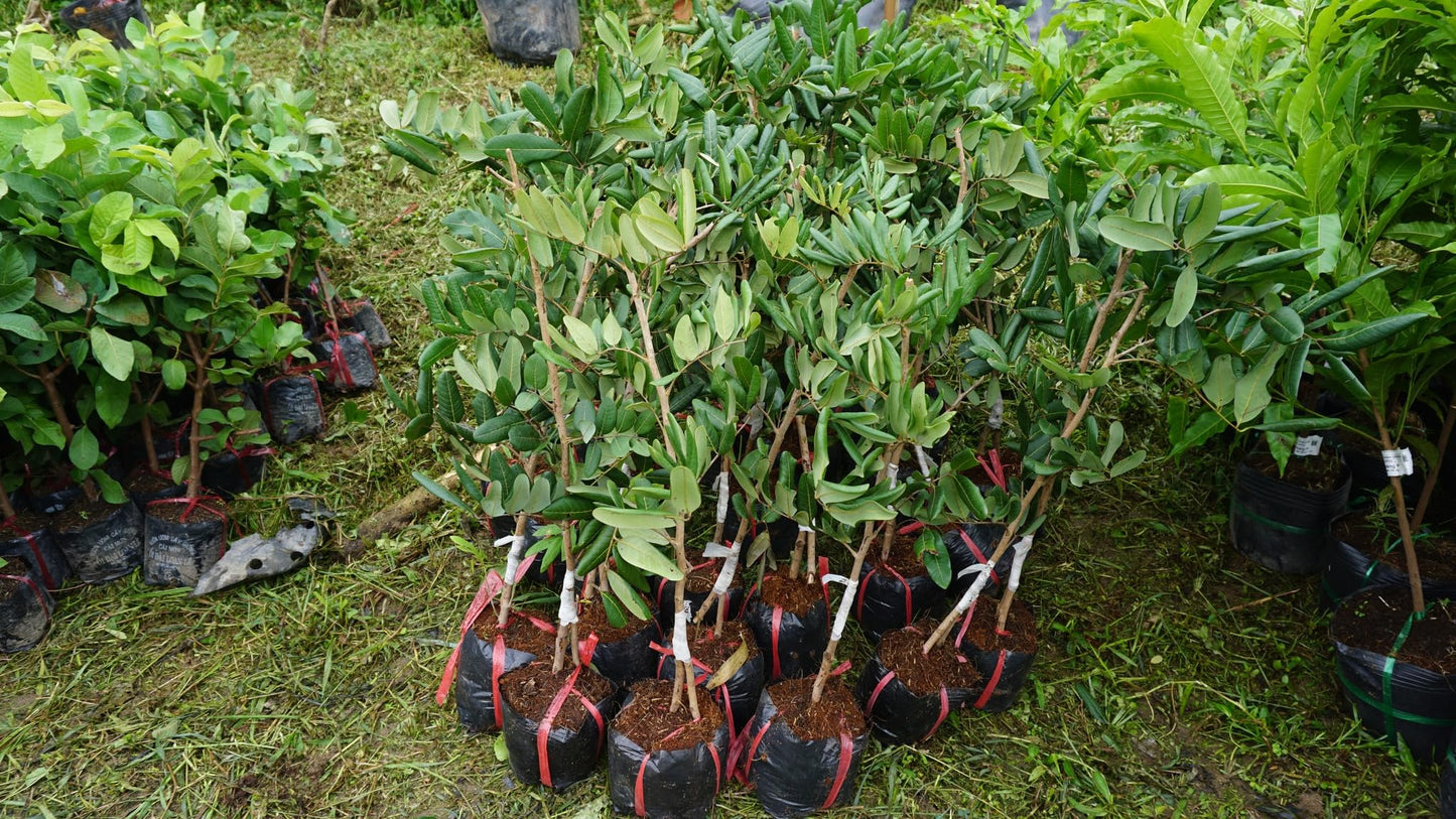 Grafting Longan Tree, Have Flower Next Year, 3-4 ft Tall. No Shipping to CA or HI.