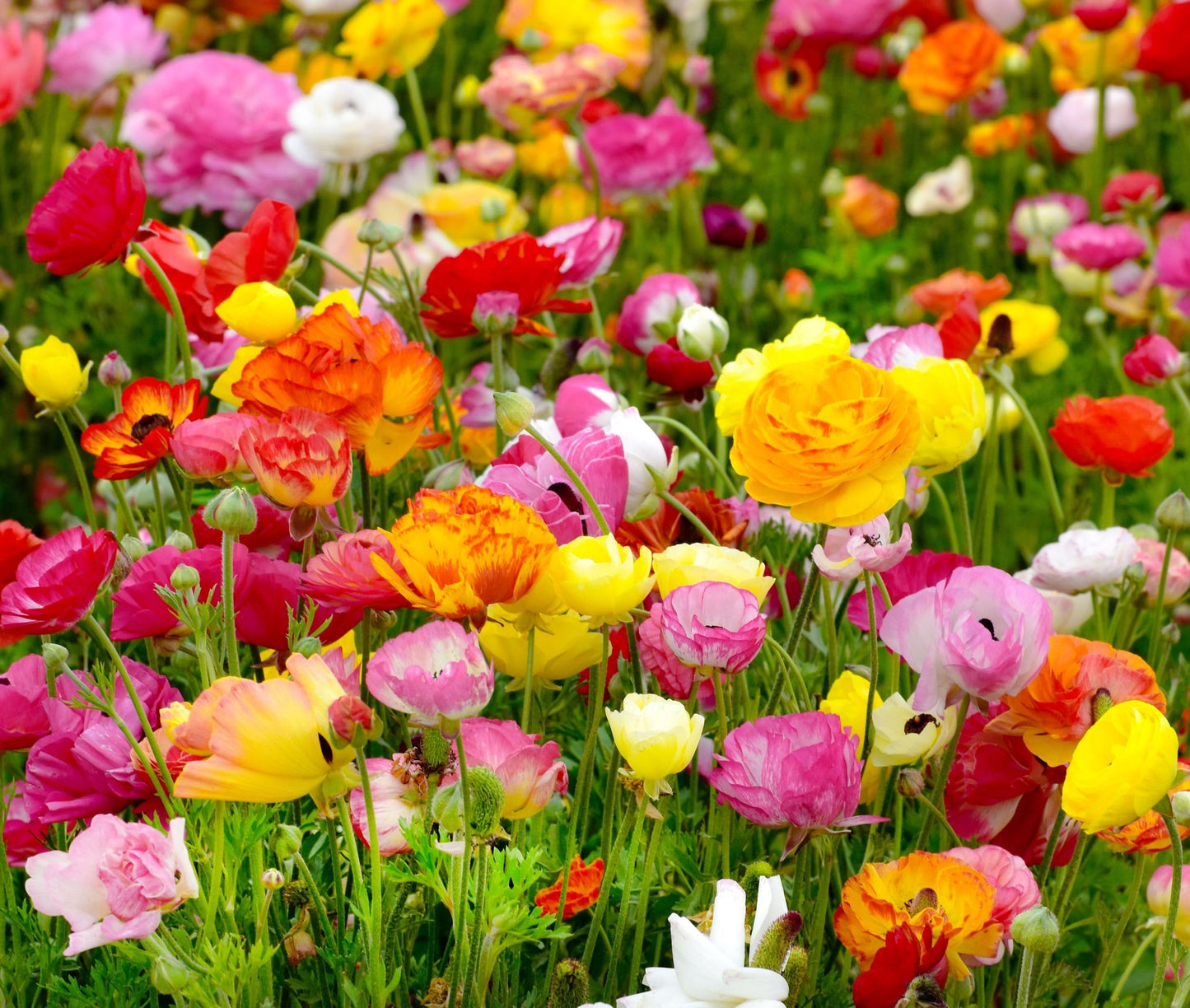 Mixed Peony Ranunculus Bulbs- Persian Buttercup -10 Corms Bulbs Flowering Blooms Perennial Bulbous Root Garden Plant (Mixed Color)