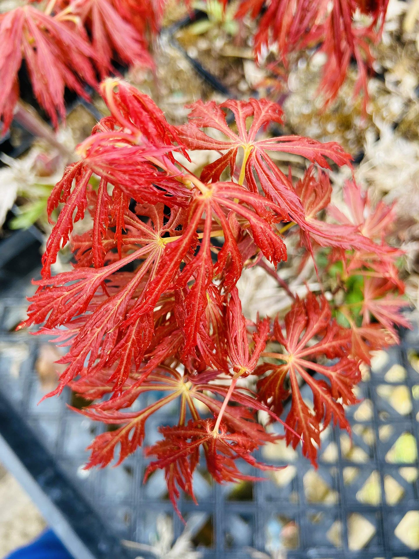 Kawaii Japanese Maple 2 - Year Tree