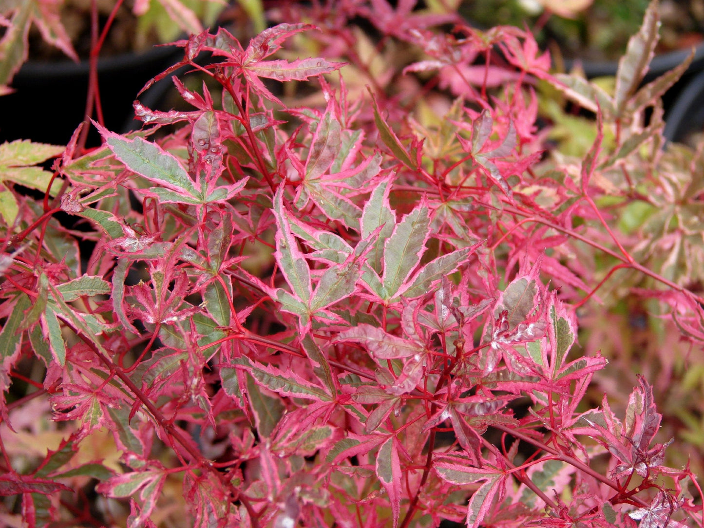 Beni Kosode Japanese Maple 1 - Year Live Tree