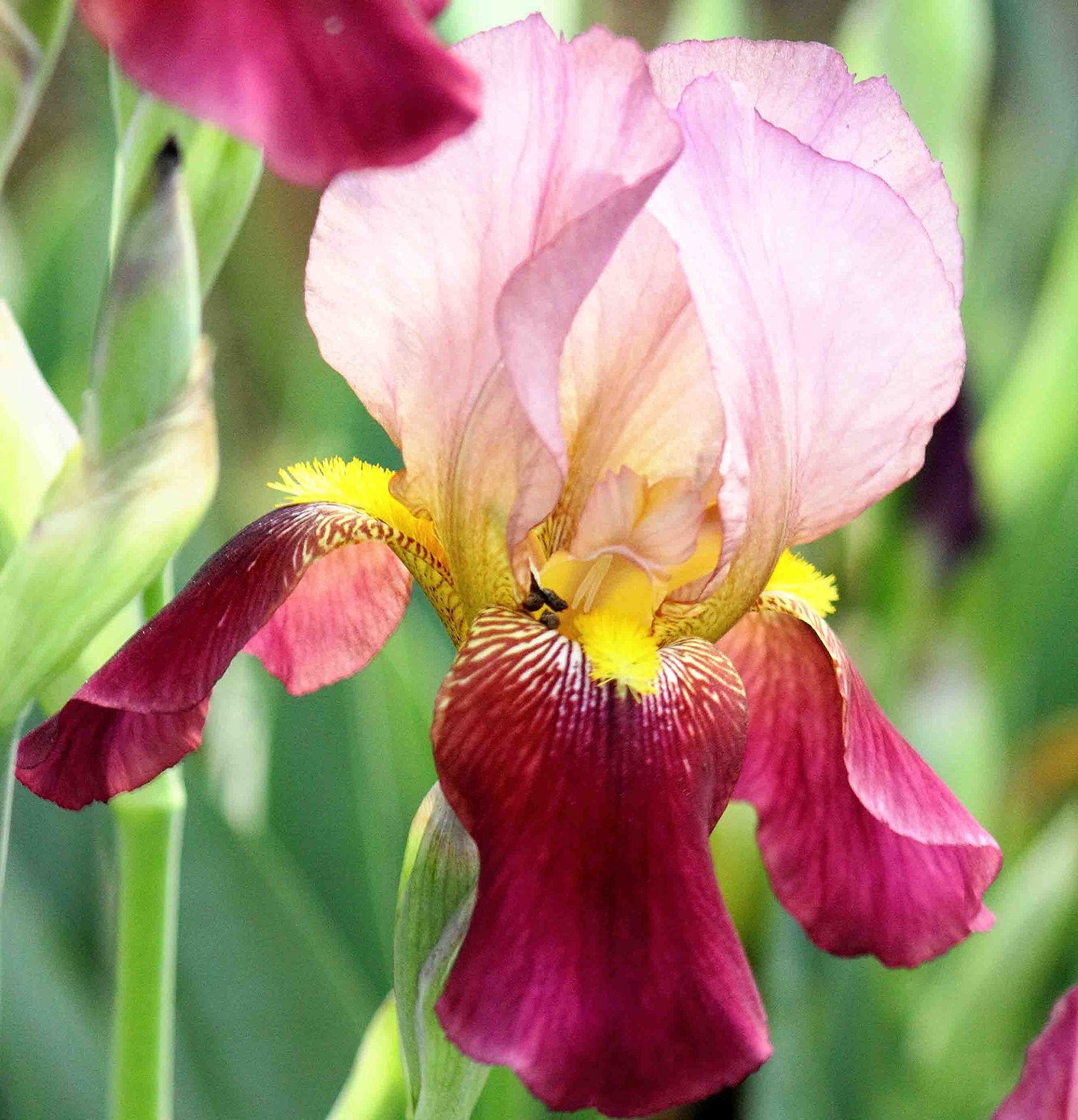 CAMEO WINE TWO-TONE PINK GERMAN BEARDED REBLOOMING IRIS (1) Rhizome/Bulb/Root Ready for Planting Now