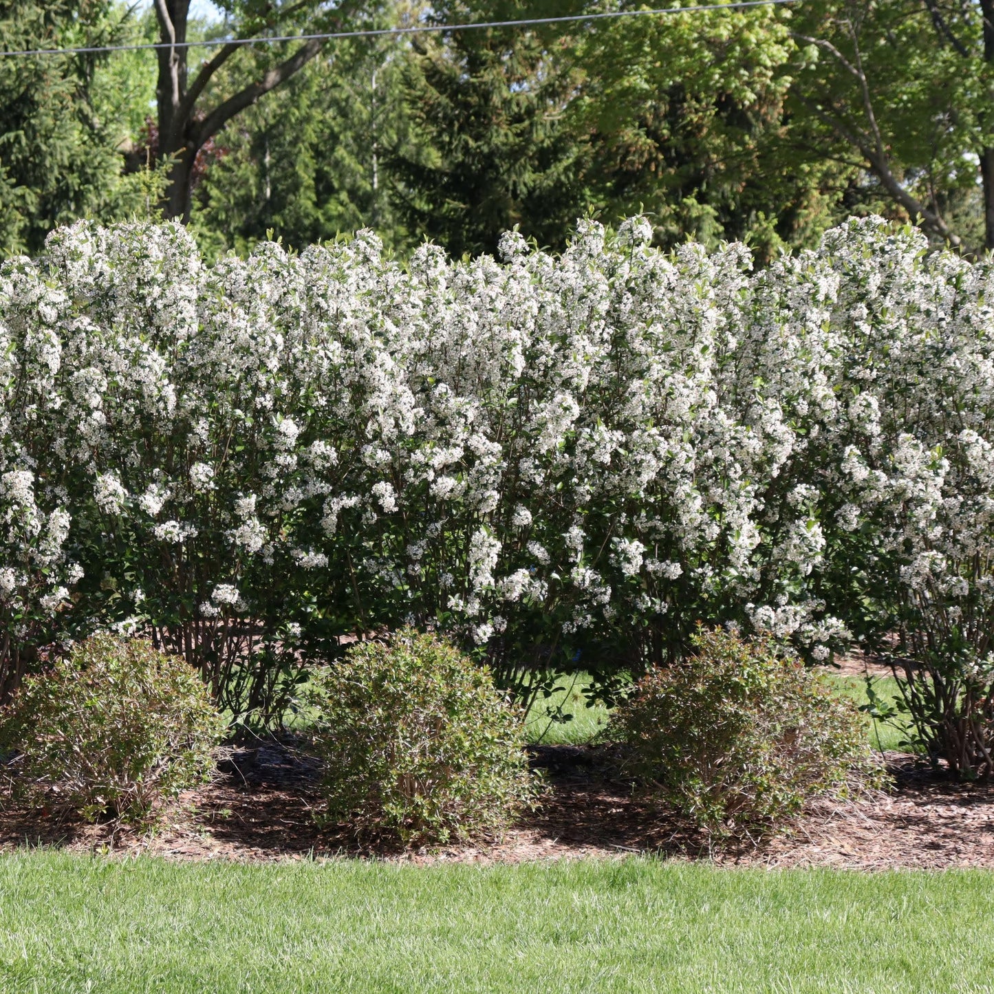 Proven Winners Low Scape Snowfire Aronia (Aronia melanocarpa) Live Plant, 4.5" Qt, 4 Pack