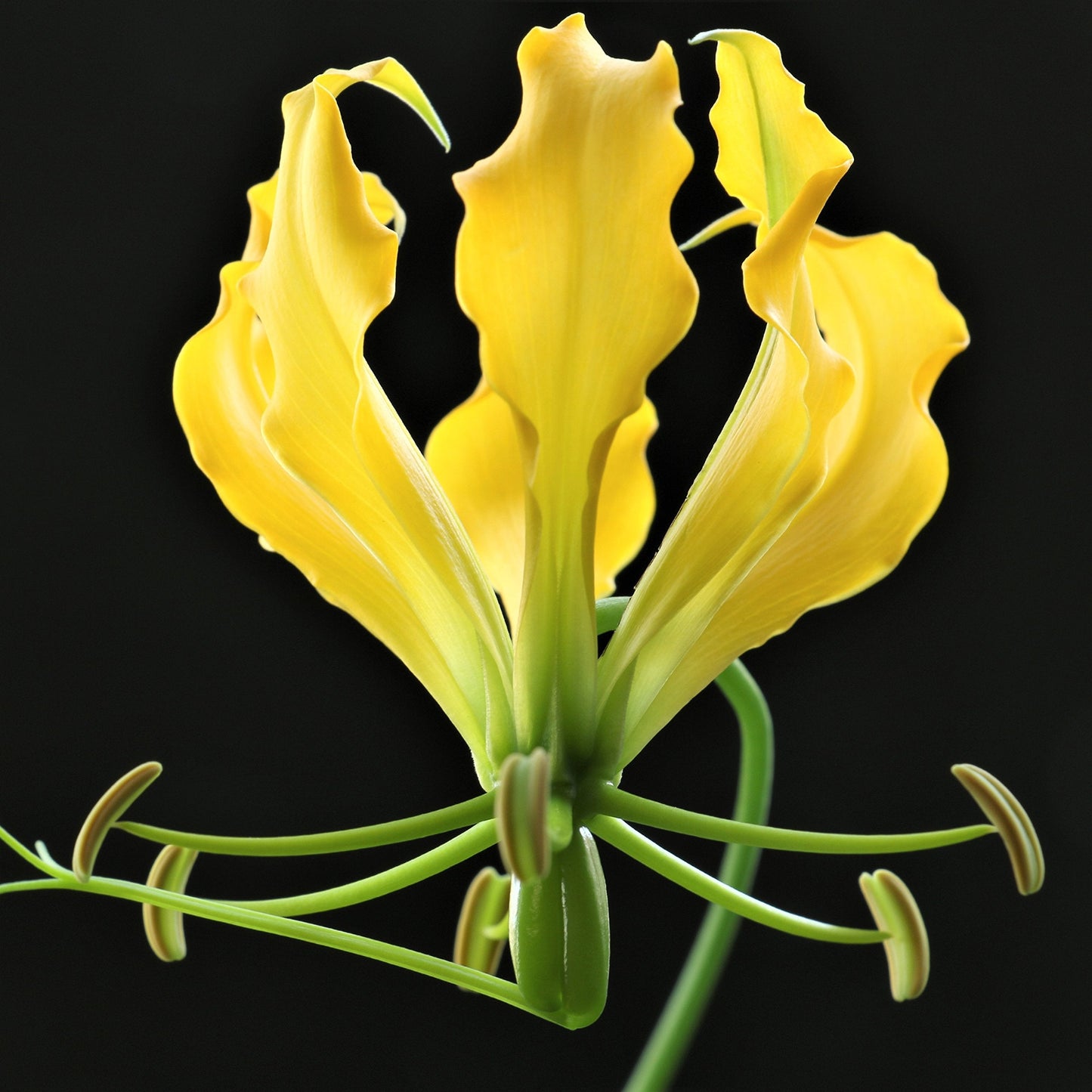 Easy to Grow Gloriosa Lutea - 3 Plant Tubers, Yellow Flowering Vine in Summer Gardens
