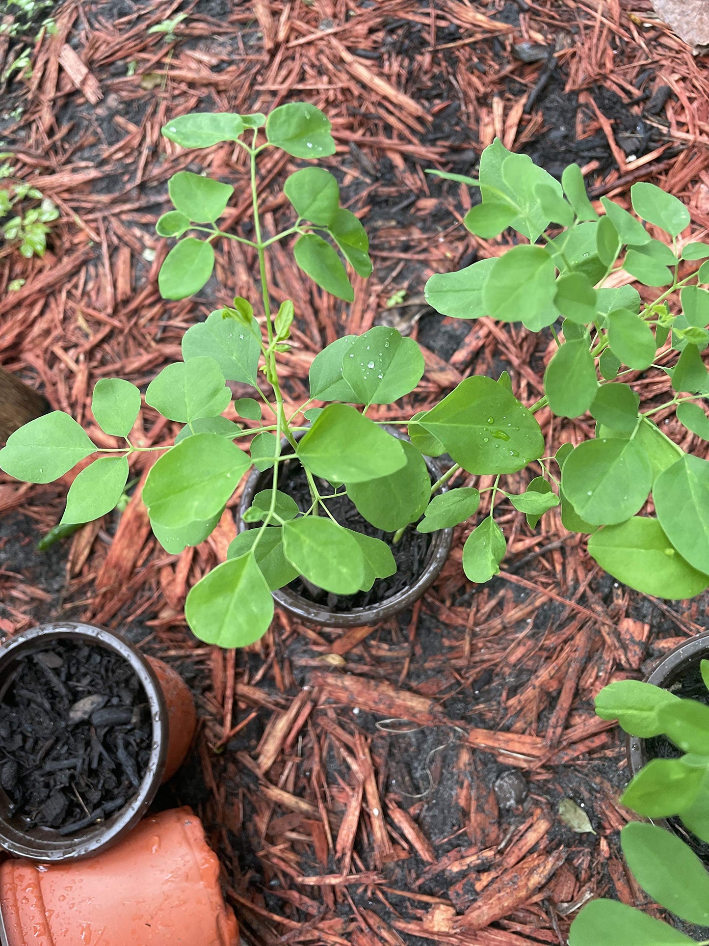 Moringa Plant, Oleifera Seedling 1` Plants, 7 to 9 inches Tall, Miracle Food, Drumstick Tree