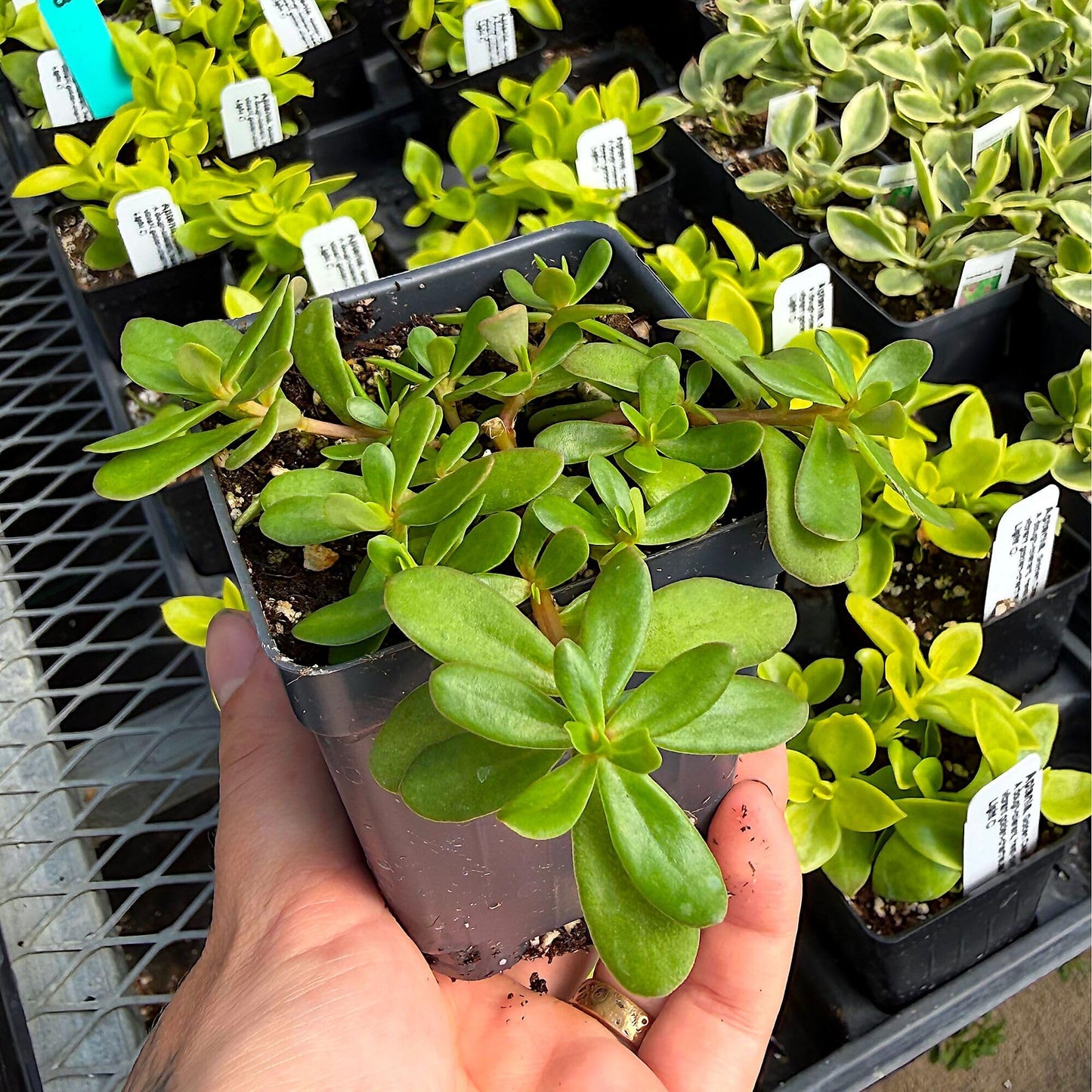 Portulaca oleracea, 'Seaglass Double Guava', Moss Rose, Purslane, Succulent, Double Blooms on Low-Growing Foliage, Container Size: 3" (2.6x3.5)