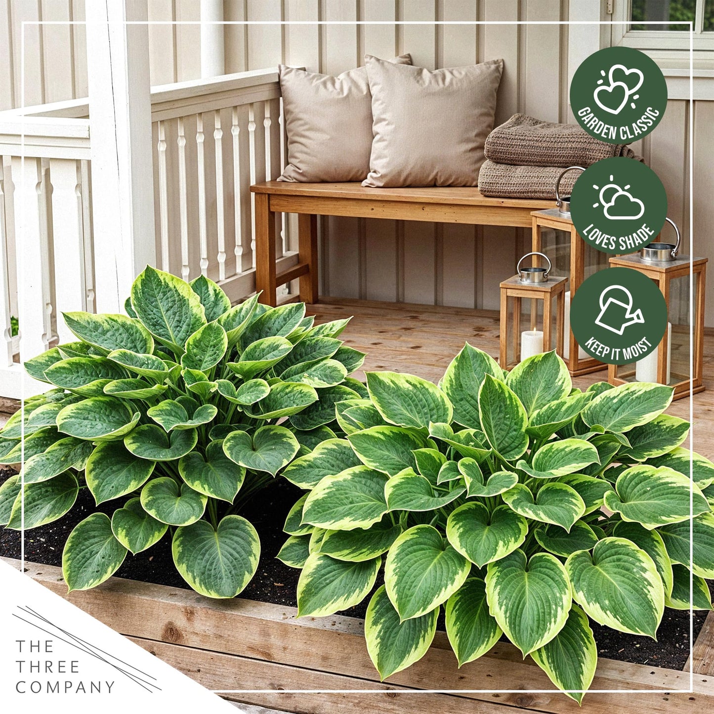 Live Perennial Hosta - Francis Williams (3 Plants Per Pack) Beautiful Accent Plant, 10" Tall by 4" Wide in 1 Qt Pot