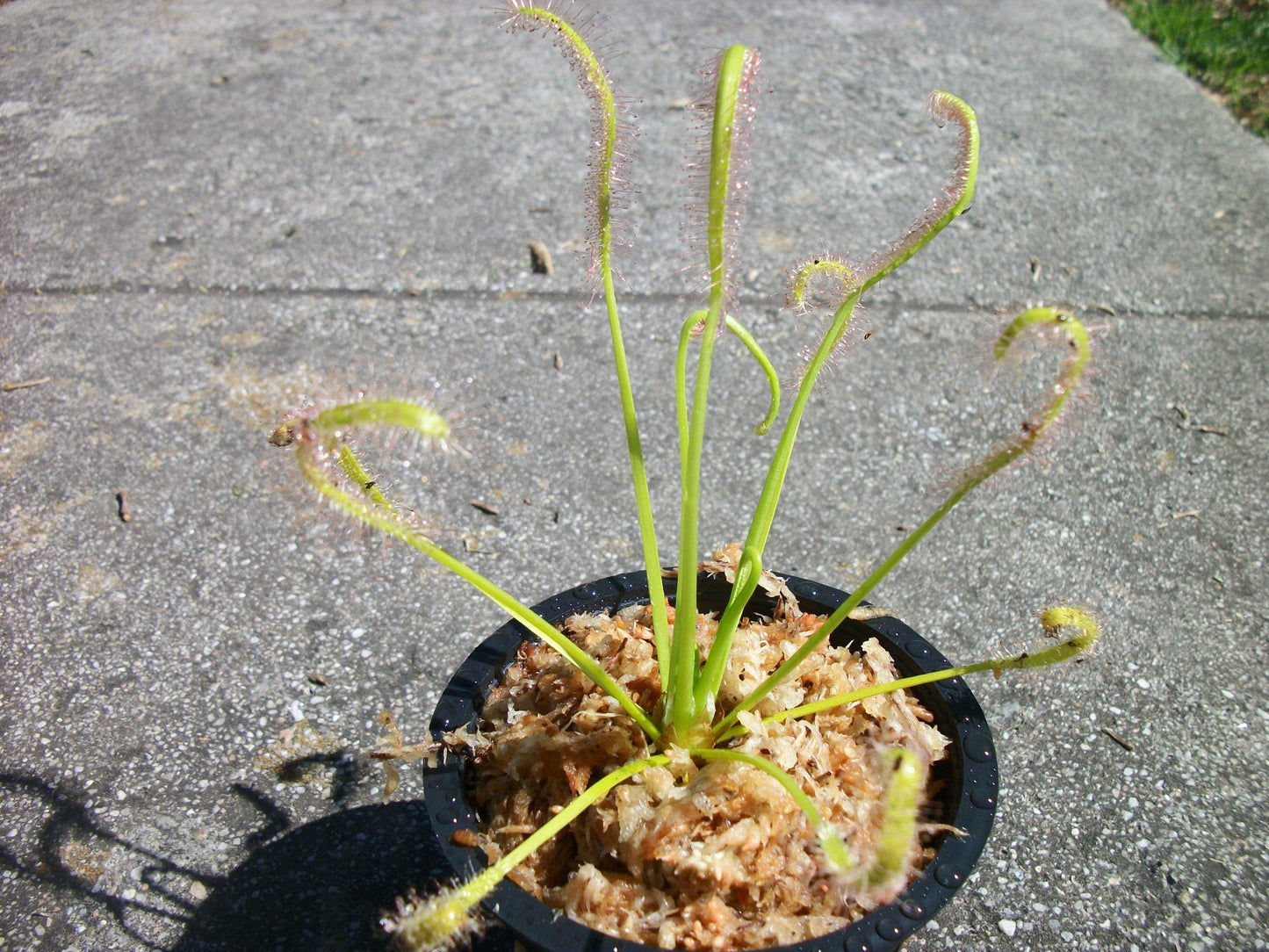 Carnivorous Cape Sundew (Drosera Capensis) Plant 3 inch Pot