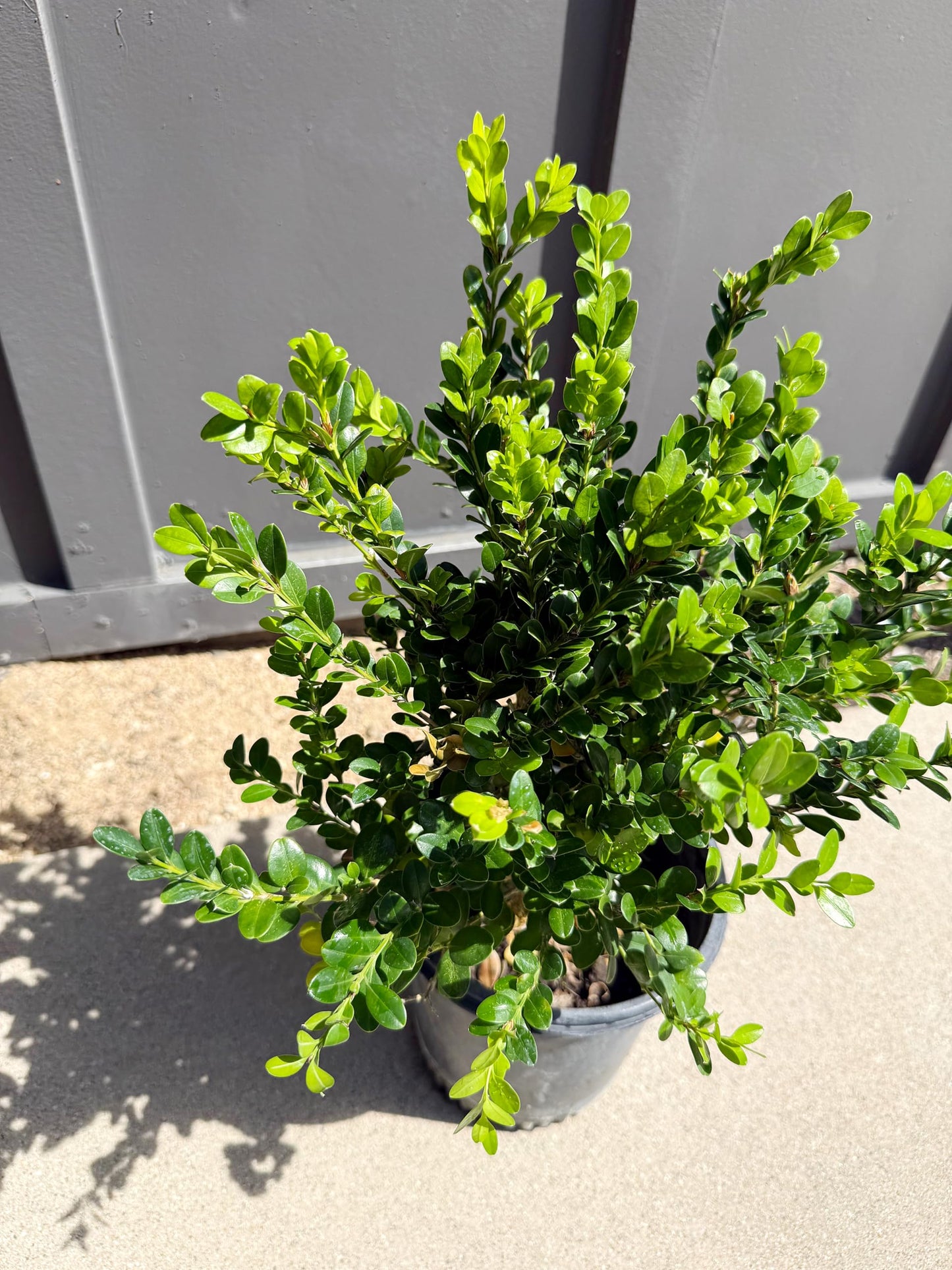 My Shelfie – Green Beauty Boxwood (Buxus microphylla ‘Green Beauty’), 1-Gallon Live Evergreen Shrub for Hedges, Borders, Topiary, and Outdoor Landscape Décor (1)