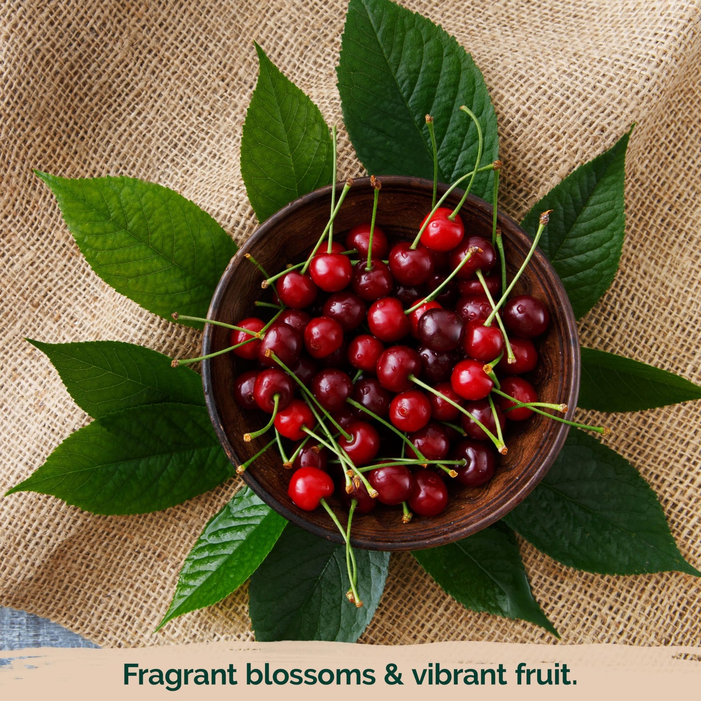 KVITER 10 Red Montmorency Sour Cherry Tree Seeds (Prunus cerasus) - Montmorency Tart Cherry Heirloom Seed - Organic Fruit Seeds, Perfect for Fruit Tree Gardens & Orchards