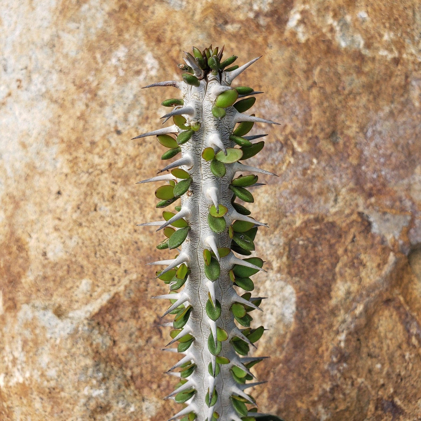 Alluaudia procera Ocotillo Cacti Cactus Succulent Real Live Plant