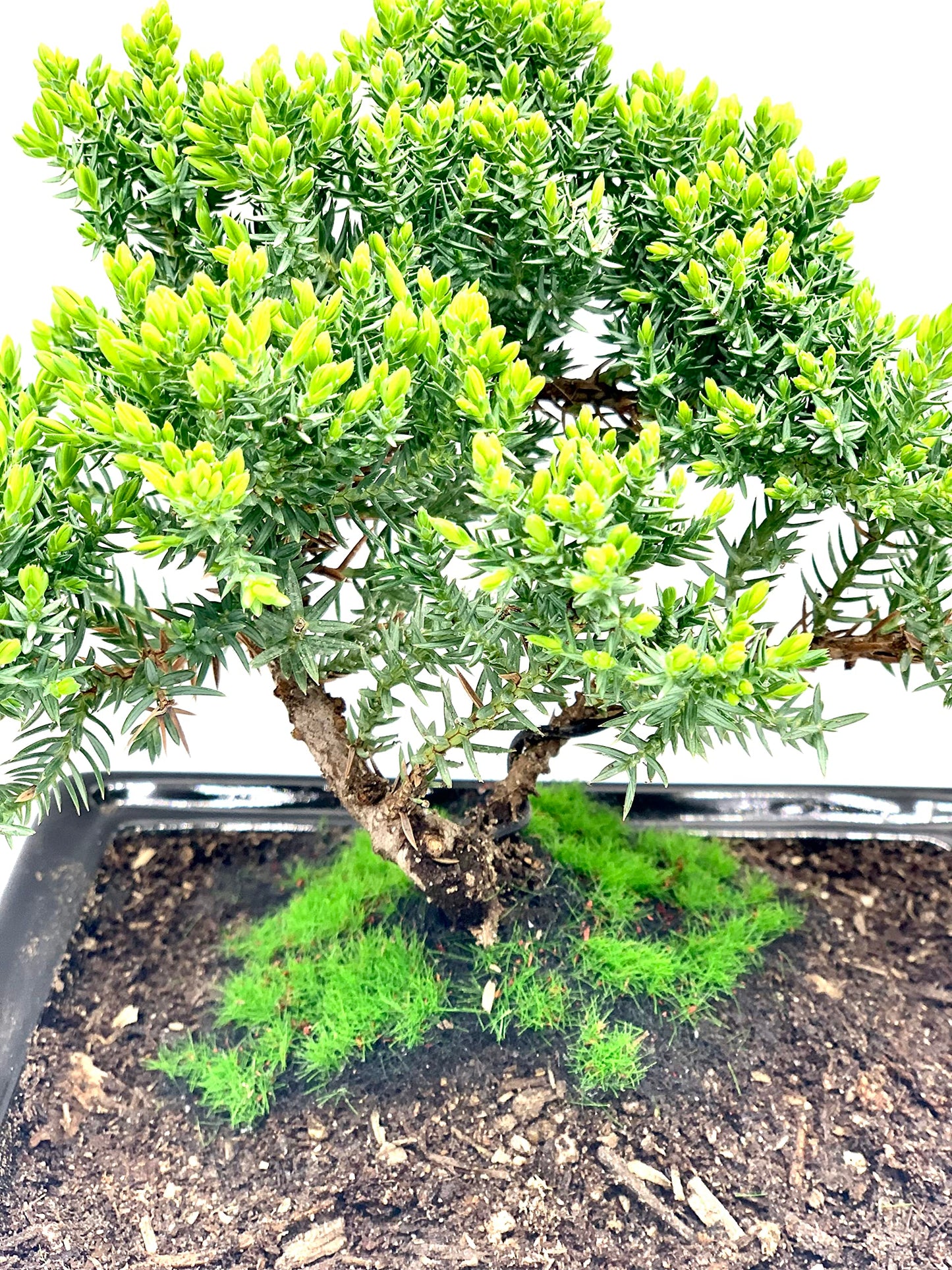 Live Dwarf Juniper Bonsai Tree About 6 Years Old with Cute Ceramic Fisherman | Juniper Bonsai Tree | Indoor/Outdoor | 100% Handcrafted| Home and Office Décor | Best Gift for Holiday