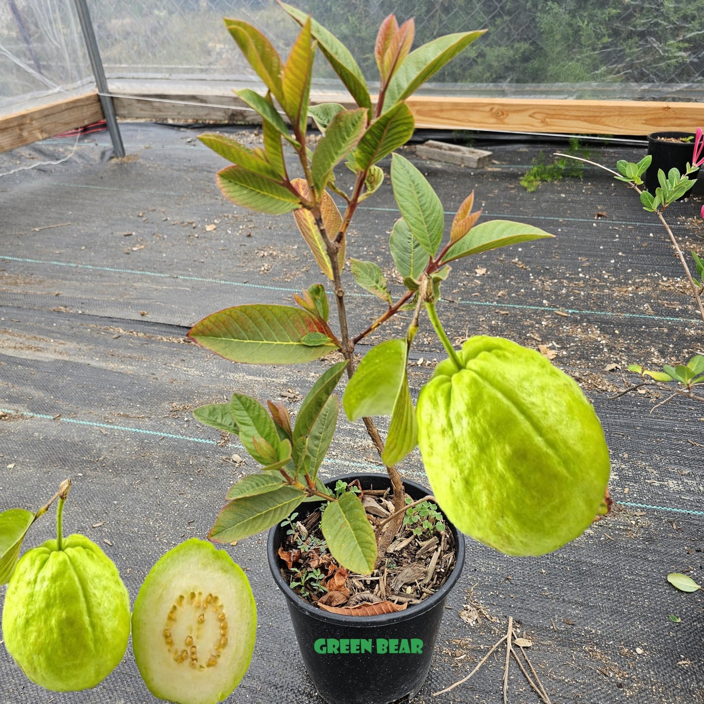 GREEN BEAR Thai Giant White Guava Fruit Tree, Live Plant, 15 Feet Tall, Outdoor Growing, Spring Blooming, USDA Zones 7-10