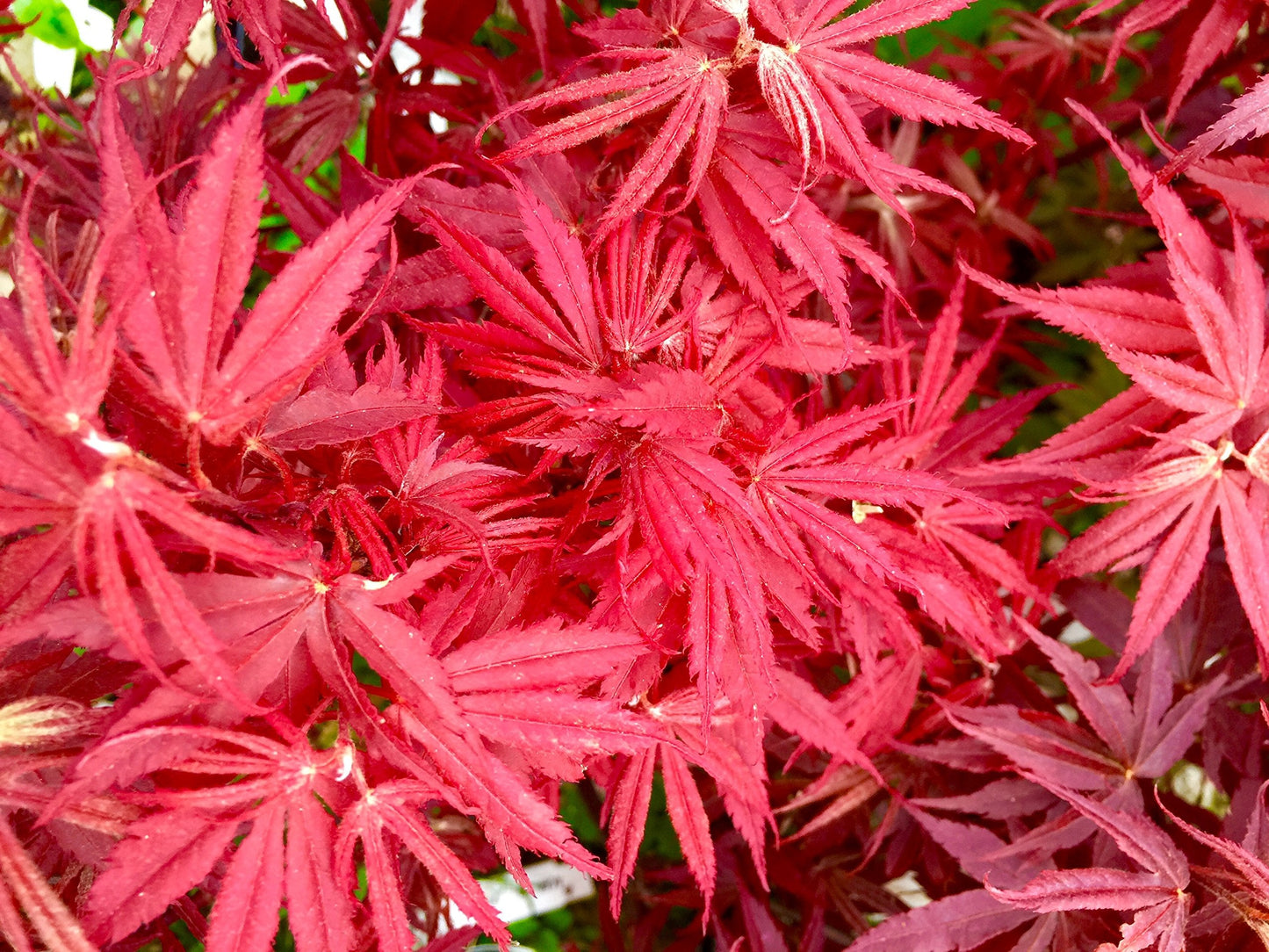 Pixie Dwarf Japanese Maple 3 - Year Live Tree