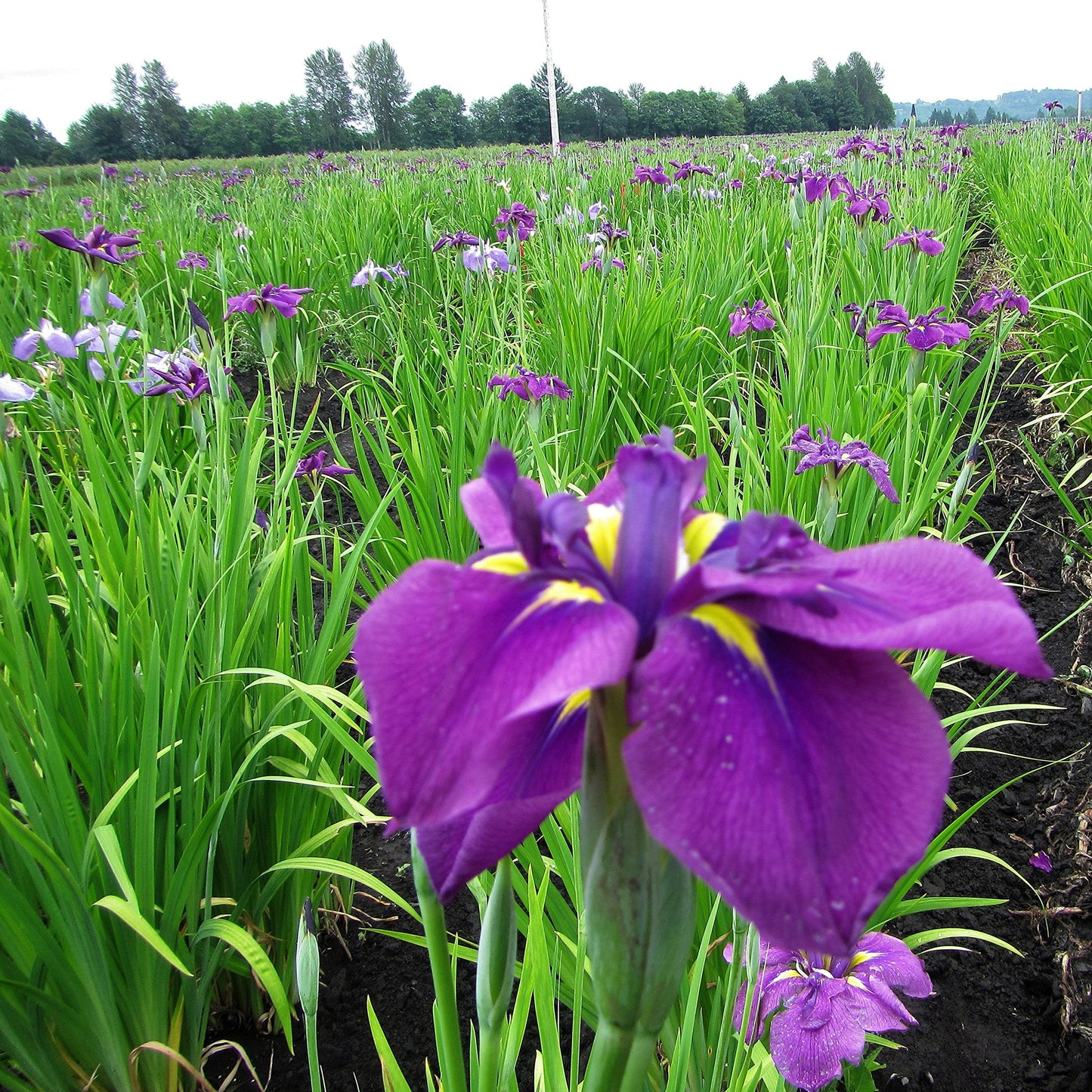 Easy to Grow Japanese Iris Royal Robes 1 Root Division - Purple Flowers Bloom Spring to Summer in Partial Sun, Tolerates Wet Soil