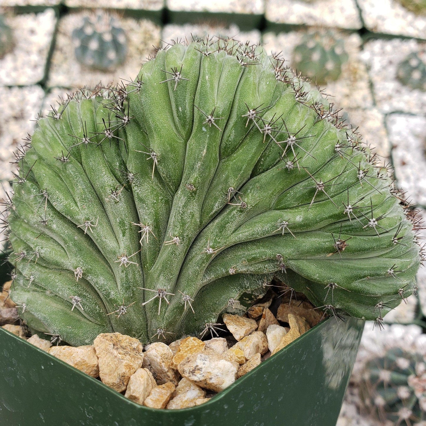 polaskia chichipe crestata Cacti Cactus Succulent Real Live Plant