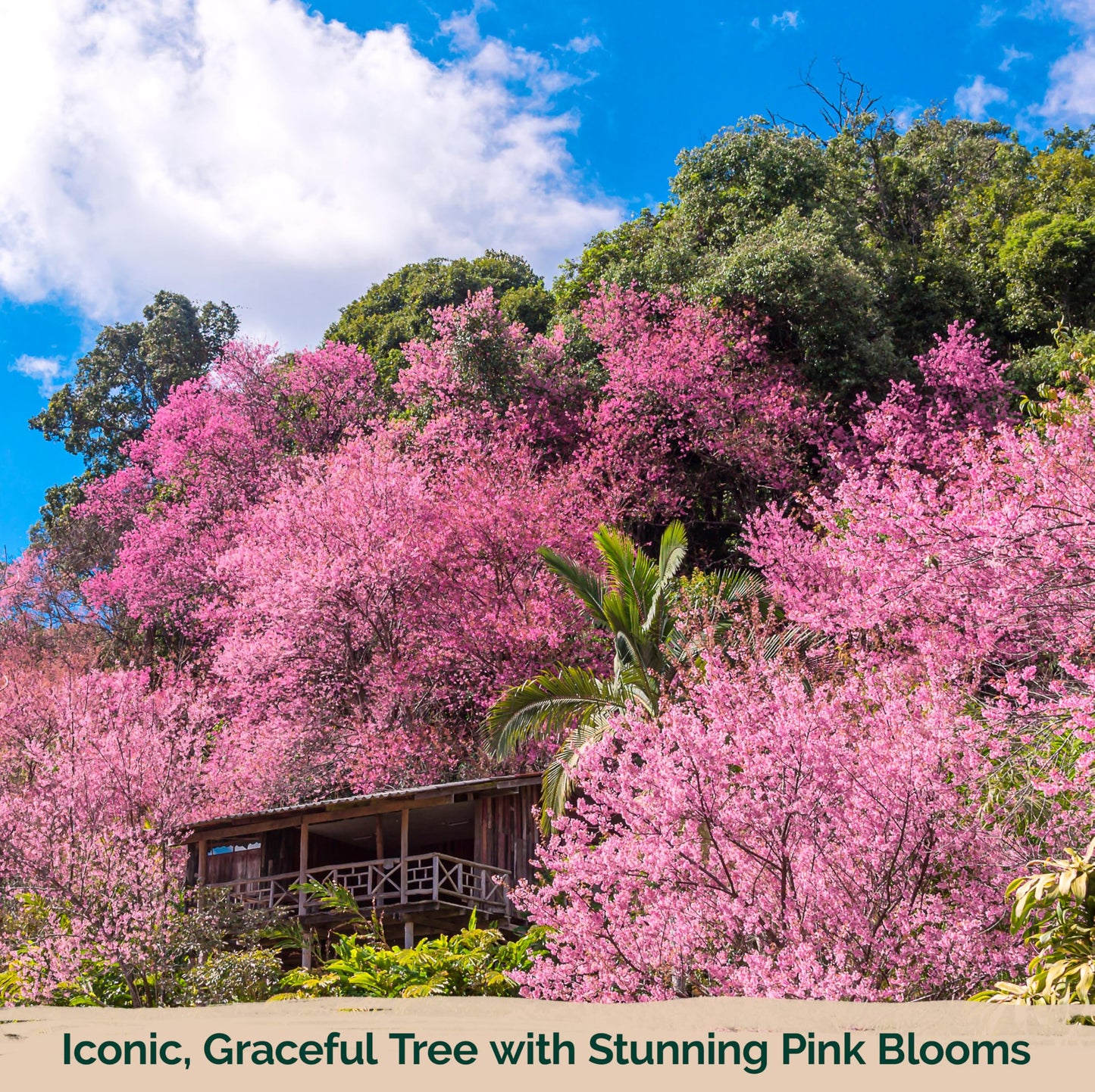 KVITER 30 Weeping Cherry Sakura Tree Seeds for Planting (Prunus Subhirtella) – Pink Japanese Cherry Blossom Tree, Higan/Rosebud/Spring Cherry Seeds – Flowering Trees for Home, Patio & Outdoor Garden