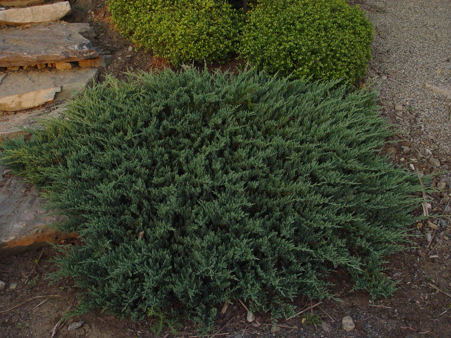 Green Promise Farms JUNIPERUS HORIZONTALIS `Blue CHIP` (Creeping Juniper) Evergreen, 2-Size Container, Green Foliage