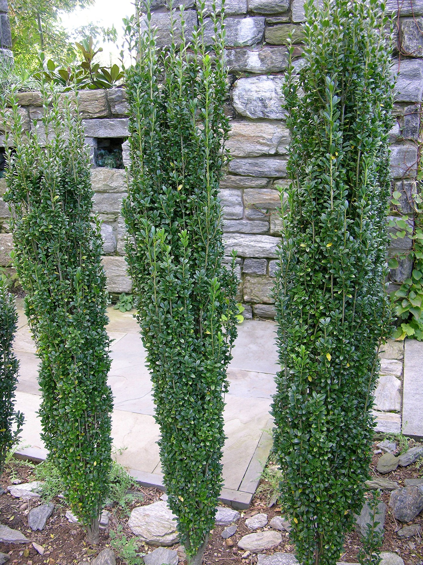 Sky Pencil Japanese Holly - 10 Live Plants - Ilex Crenata - Formal Low Maintenance Evergreen