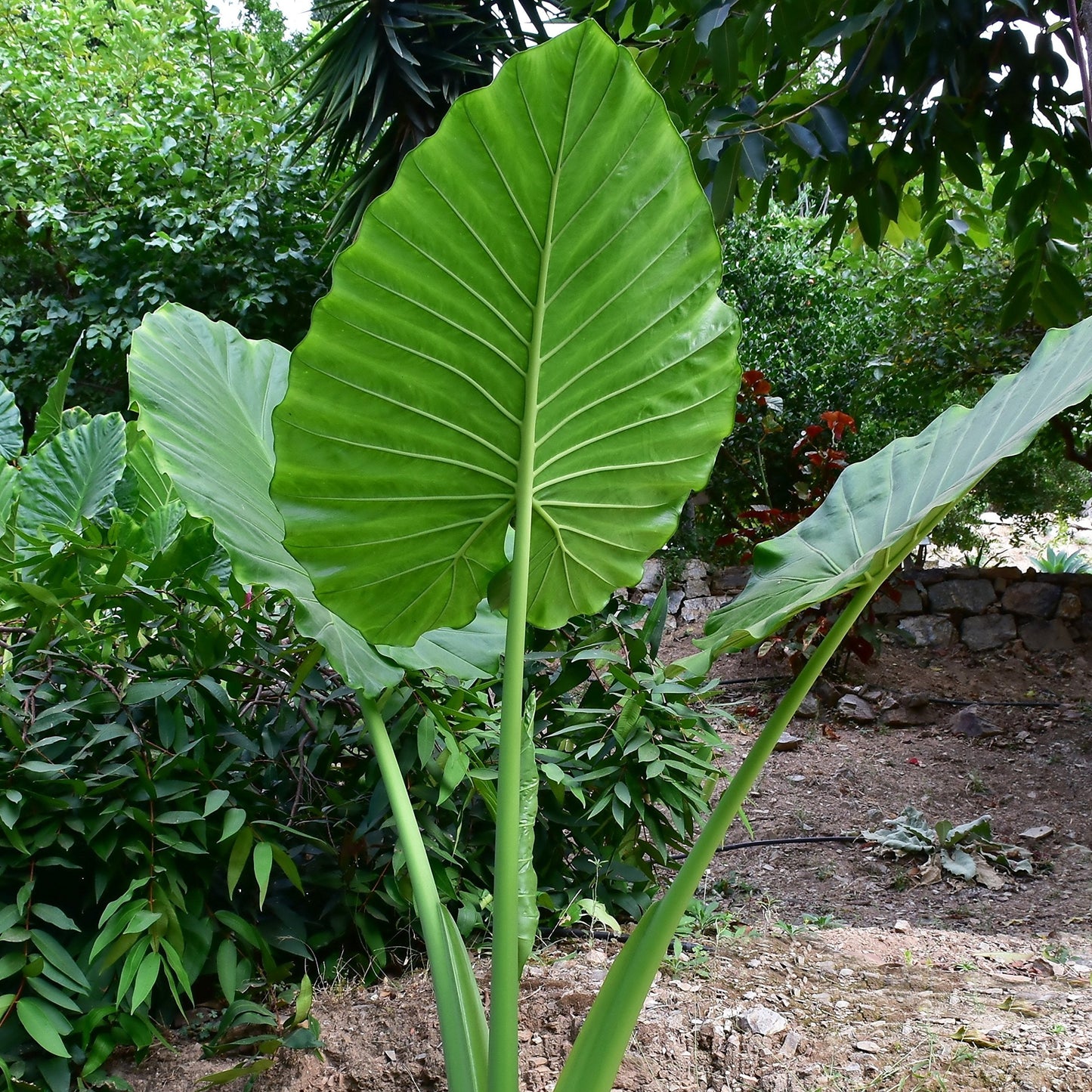 Easy to Grow Alocasia Odora Night Fragrant Elephant Ear - 1 Plant Bulb, Large Green Upright Foliage & Light Peach Blooms in Summer Gardens