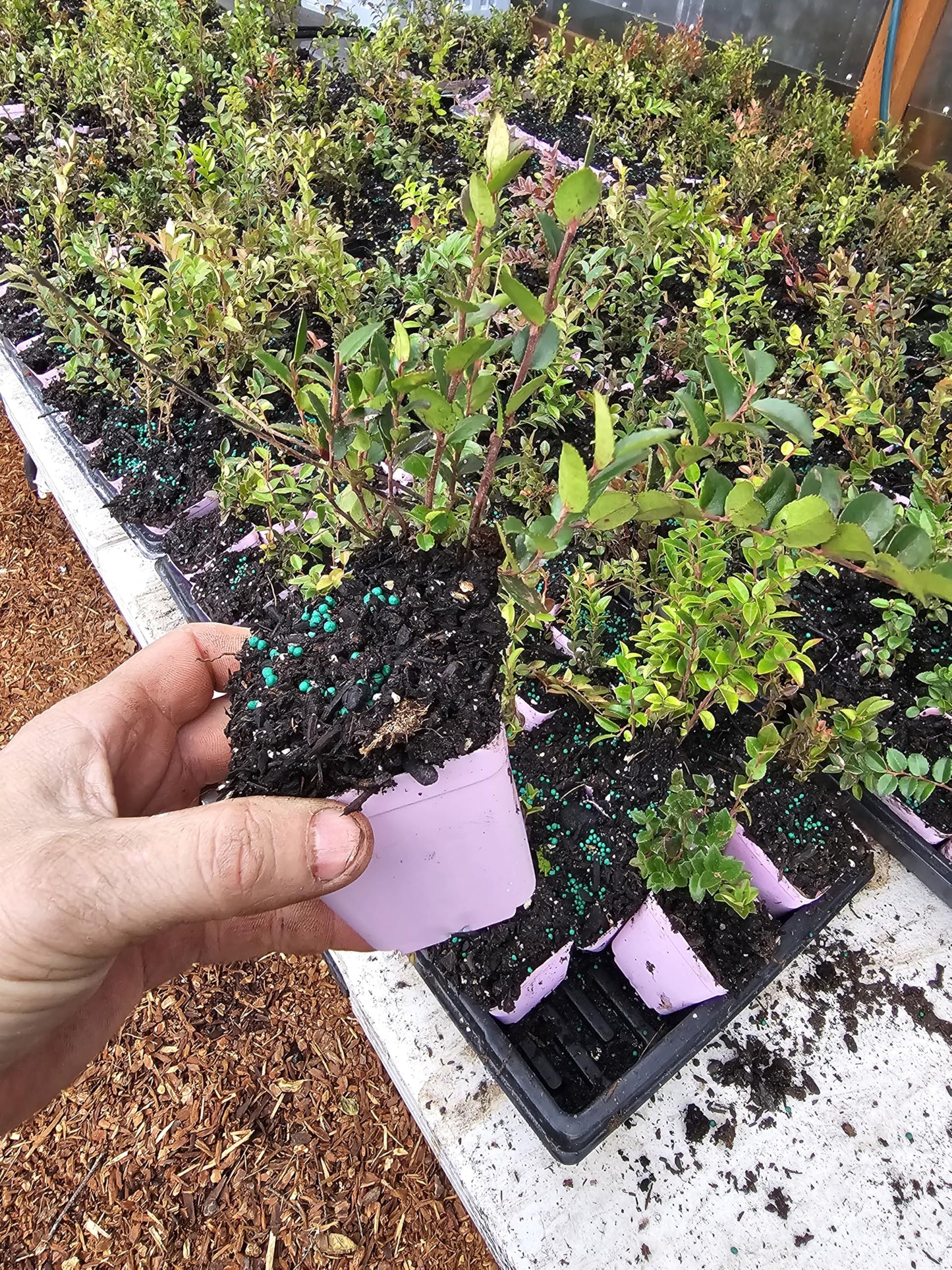4pack Live Small Wild Huckleberry ovatum, Evergreen Growing as Shown, Growing in 3" Pot from Fairy Garden Farms on The Beautiful Oregon Coast