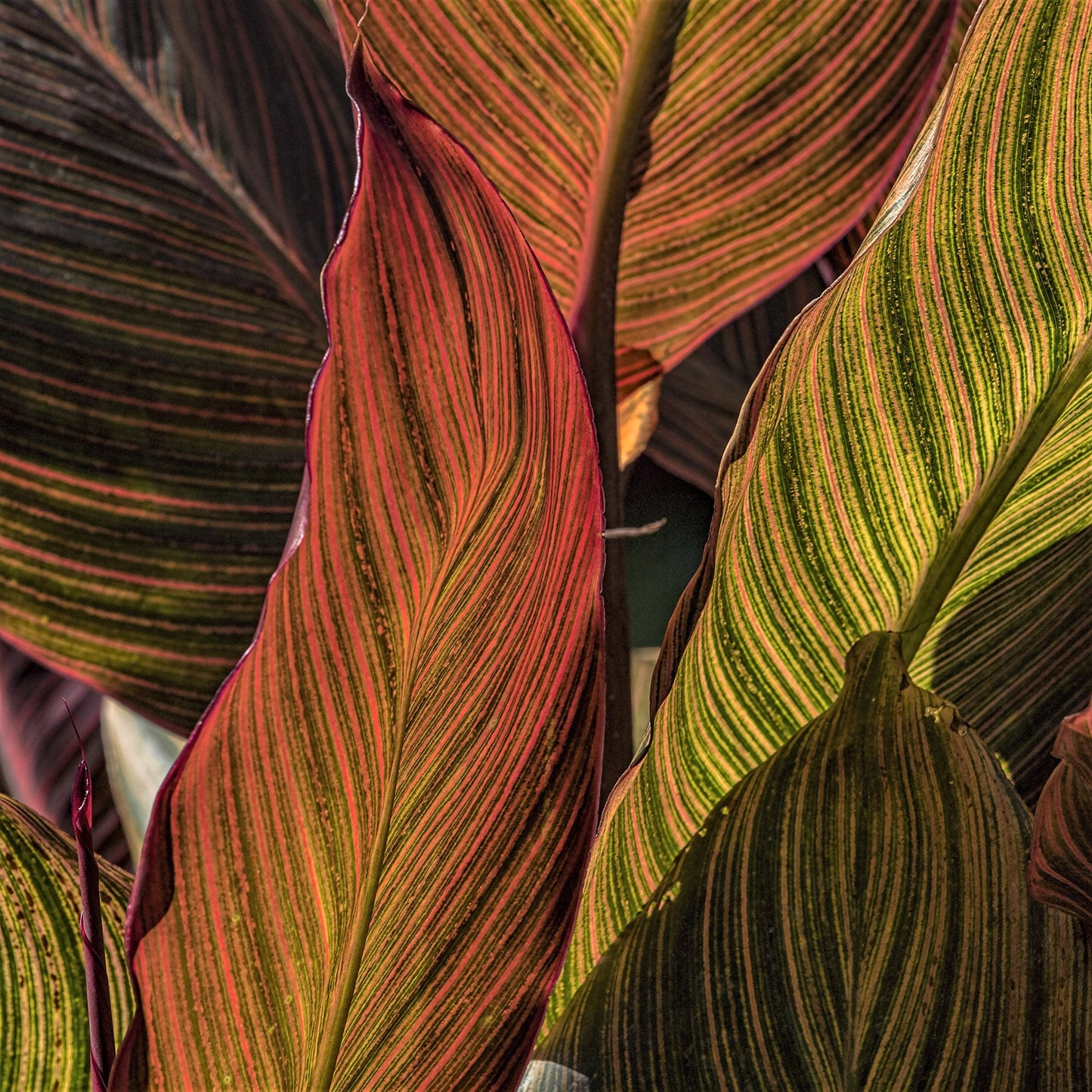Easy to Grow Canna Tropicanna Plant Bulb (1 Pack) - Beautiful Orange Flowering Blooms & Dark Purple Foliage Summer Gardens