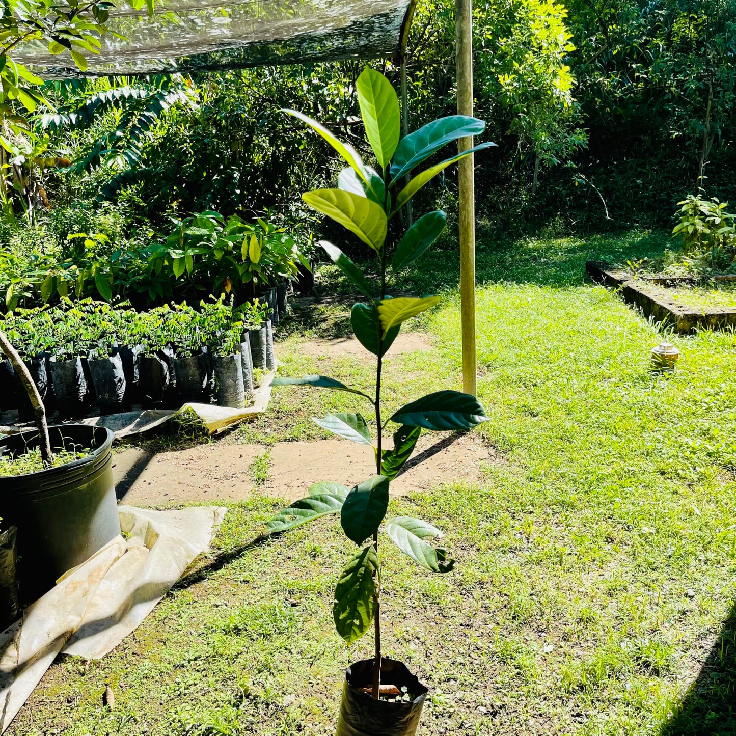 Jackfruit Tree Tropical Fruit Live Tree 1’-2’ Tall TropicalPlantae