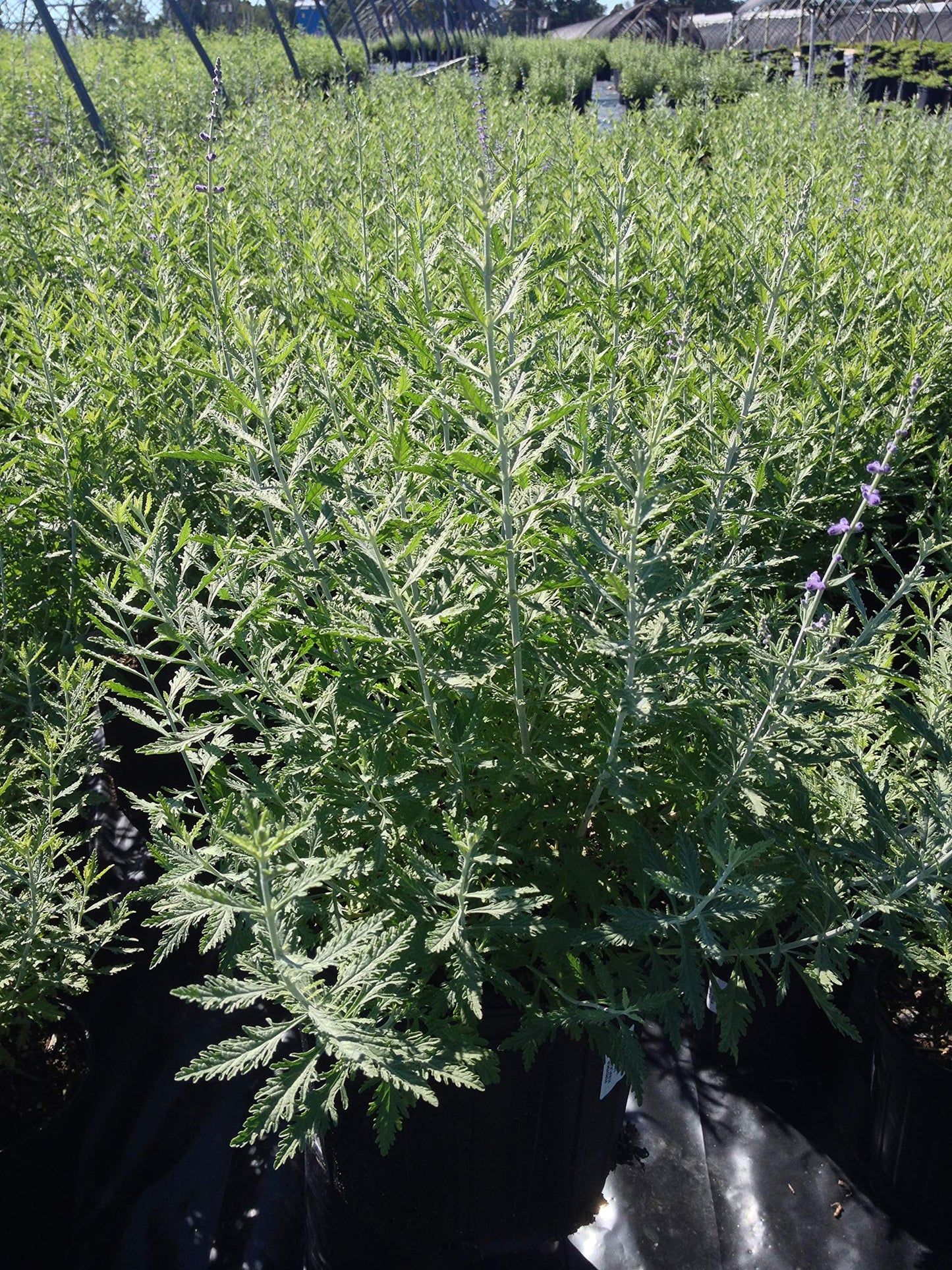 Perovskia atriplicifolia (Russian Sage) Perennial, purple flowers, 1 - Size Container