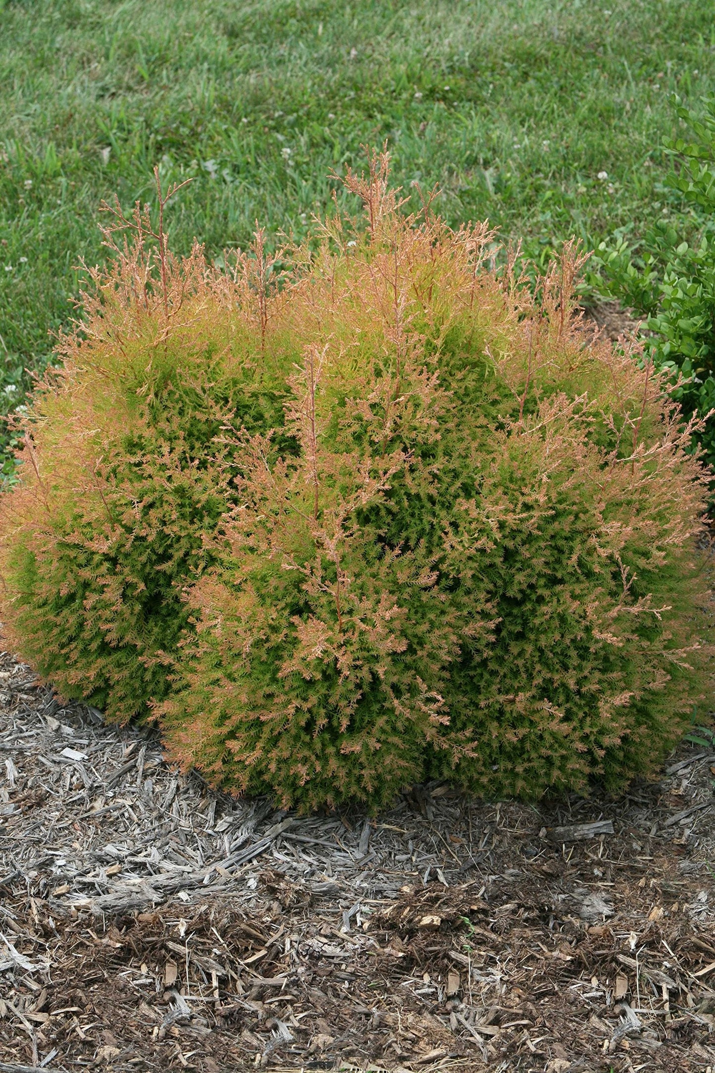 Live Plant from Green Promise Farms - Thuja occidentalis, Fire Chief Globe Arborvitae #2 Gallon Size Container Evergreen