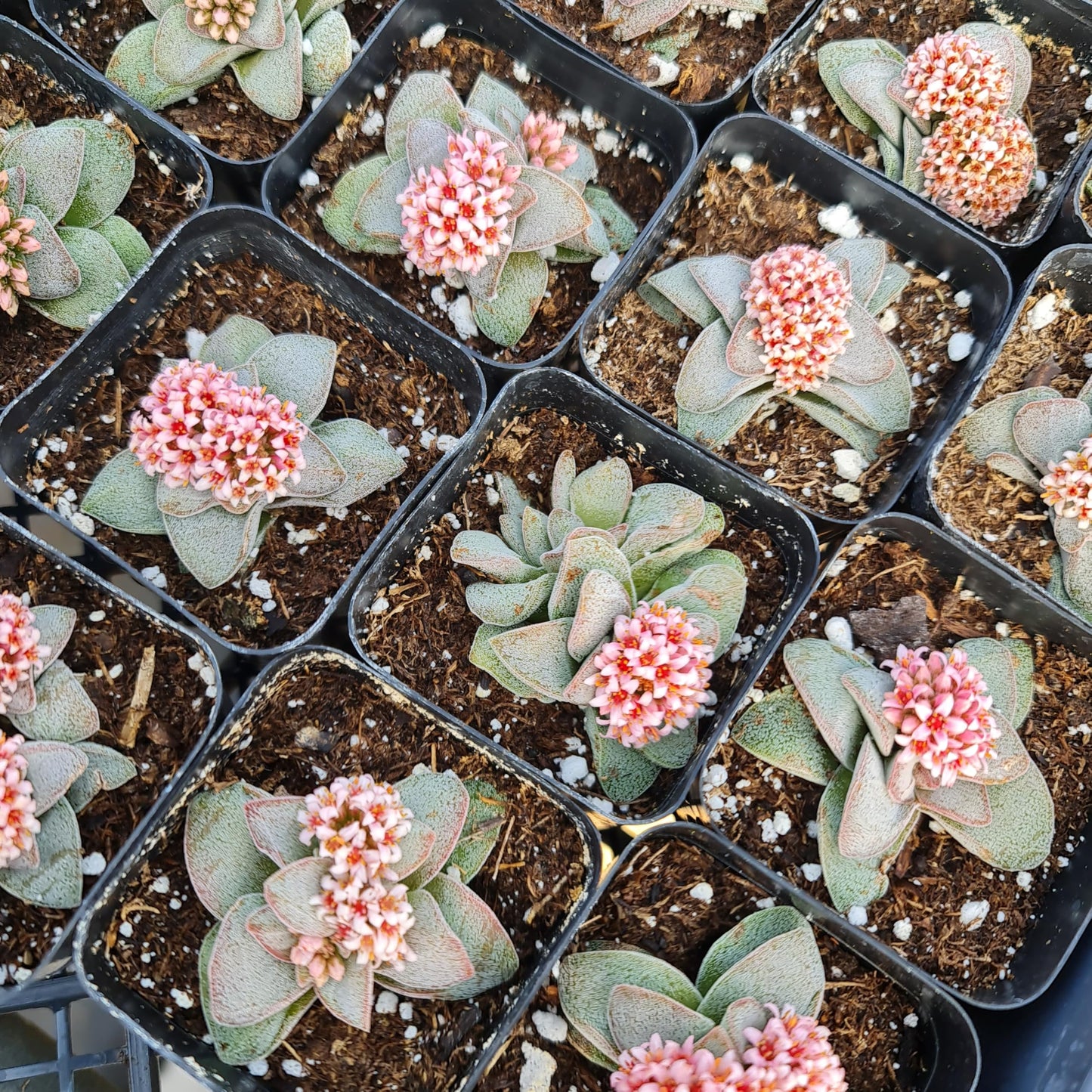 USKC Live Cactus and Succulent Plants (2" Pot Crassula Morgan's Beauty)