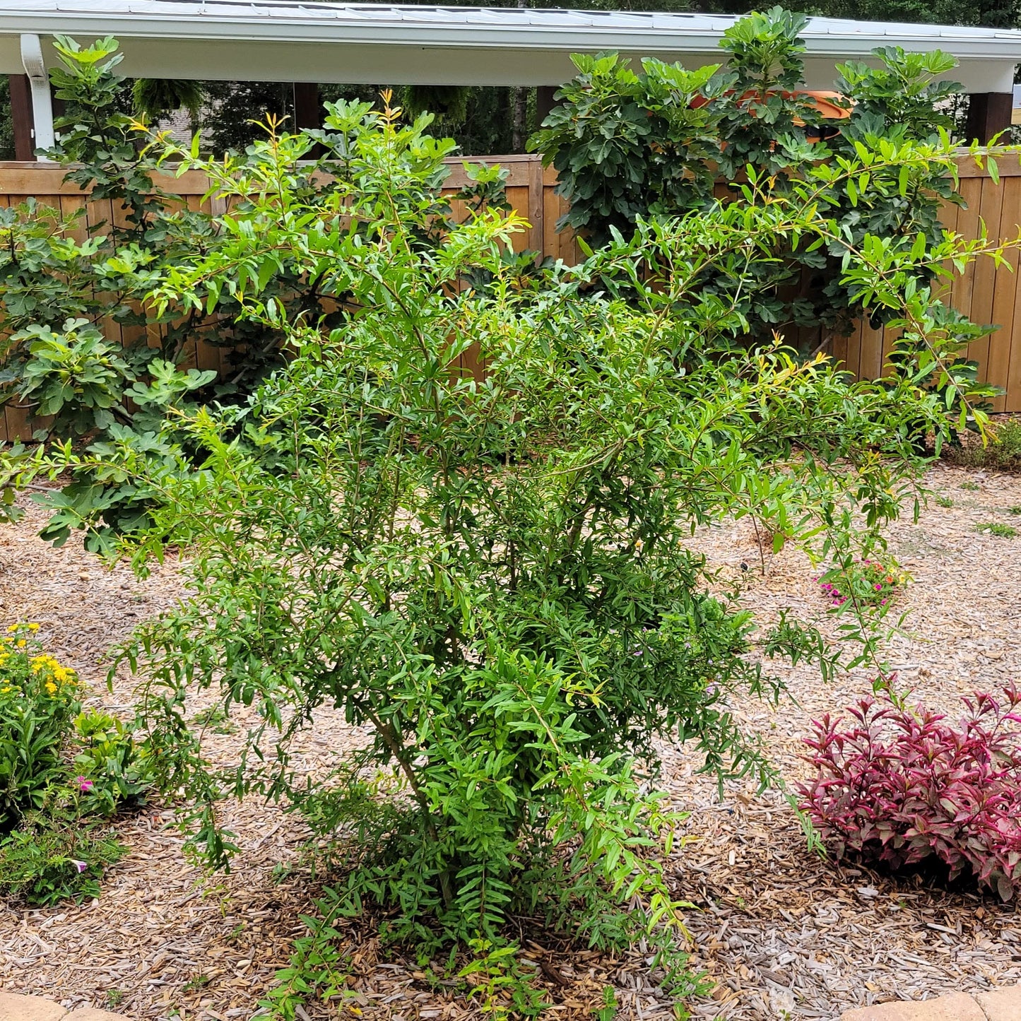 Salavatski Hardy Pomegranate Tree, Live Plant in 6 inch Pot